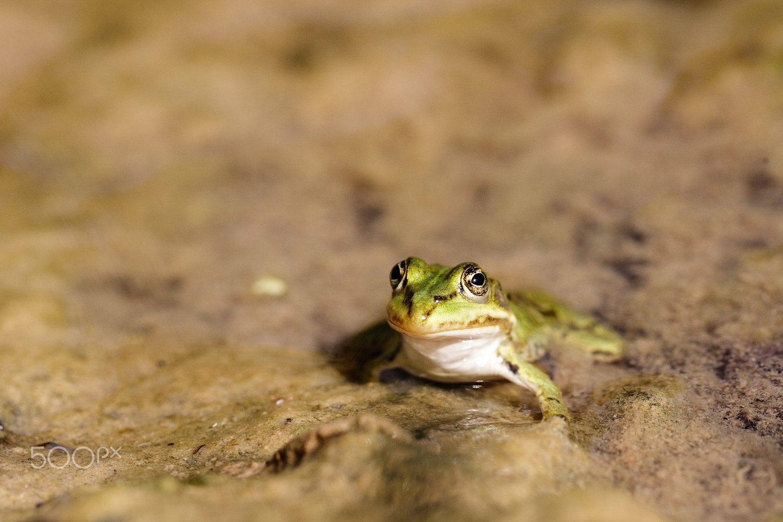 Canon EOS 5D + Canon EF 100mm F2.8L Macro IS USM sample photo. Green frog photography