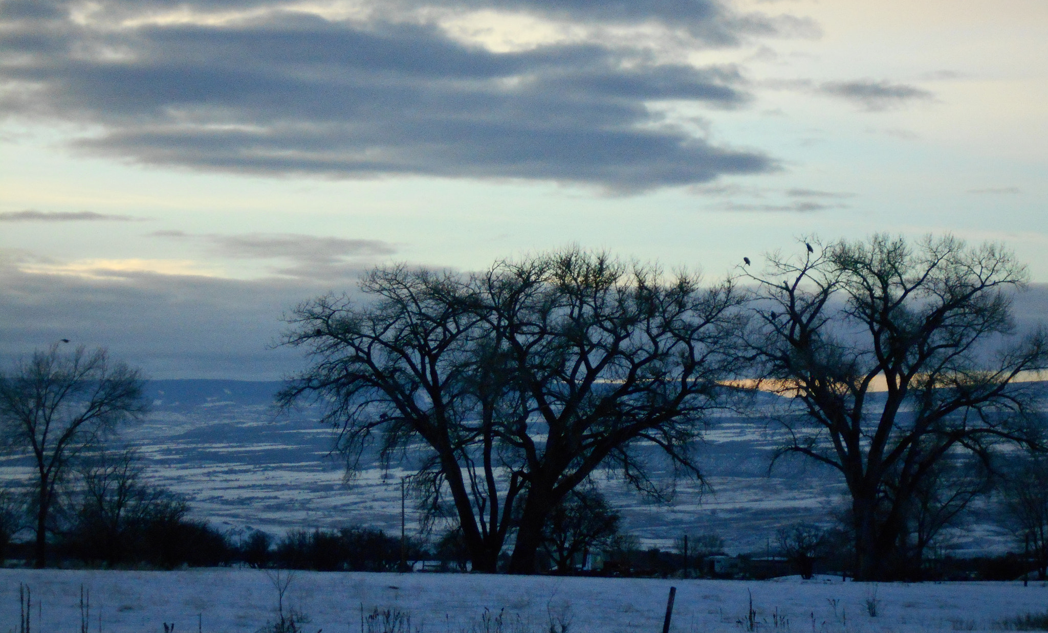 Nikon COOLPIX L30 sample photo. Eagles winter tree photography