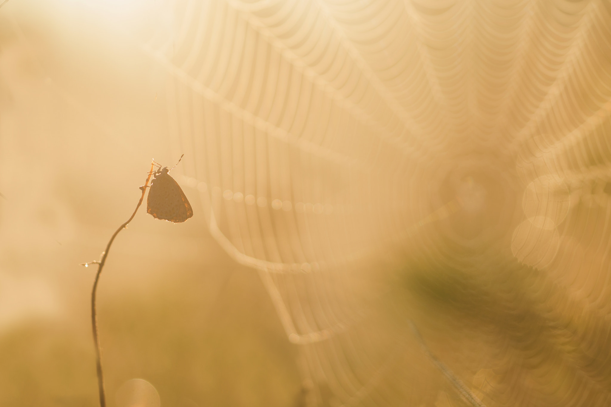 Nikon D3100 + Sigma 150mm F2.8 EX DG Macro HSM sample photo. Morning photography