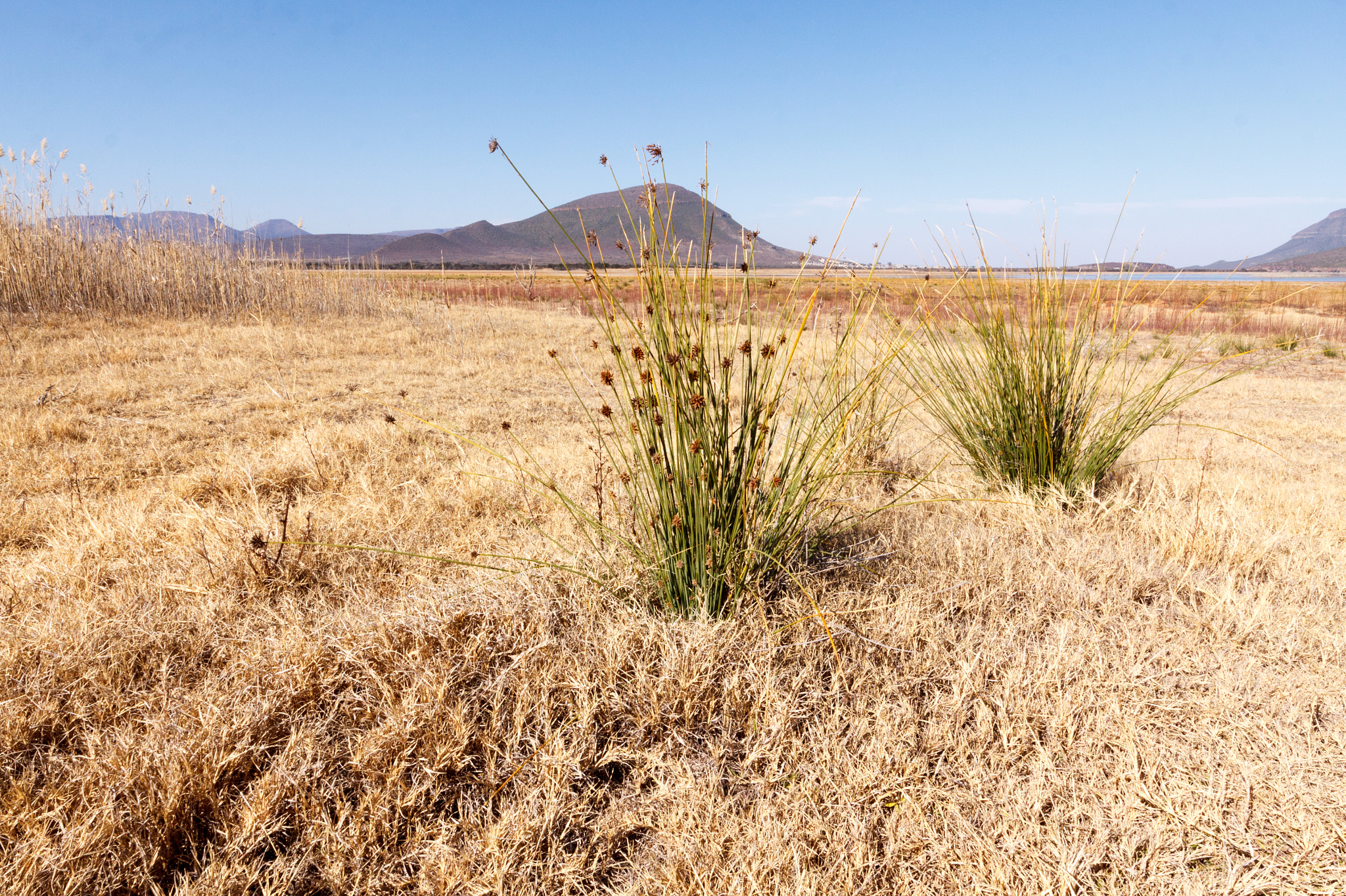 Canon EOS 50D + Canon EF 300mm f/2.8L sample photo. Grass - graaff-reinet landscape photography