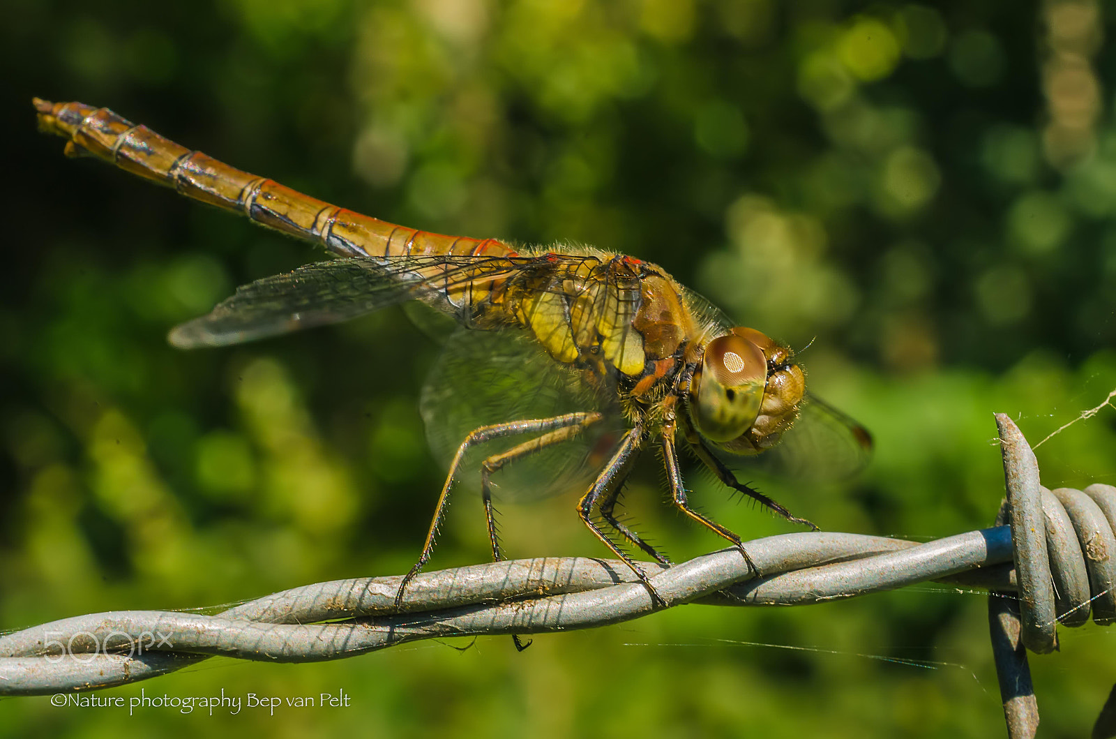 Nikon D7000 + Sigma 50mm F2.8 EX DG Macro sample photo. Barbwire as a resting place photography