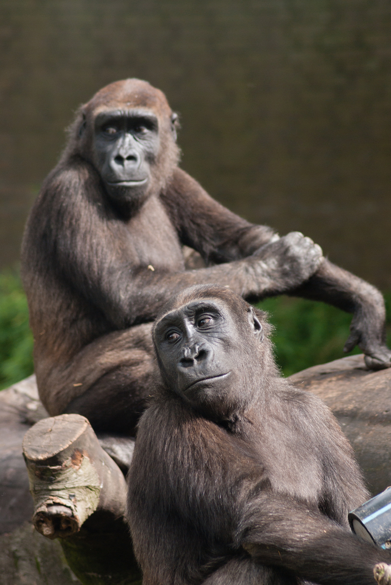 Tamron AF 70-300mm F4-5.6 Di LD Macro sample photo. Two young lowland gorilla's photography