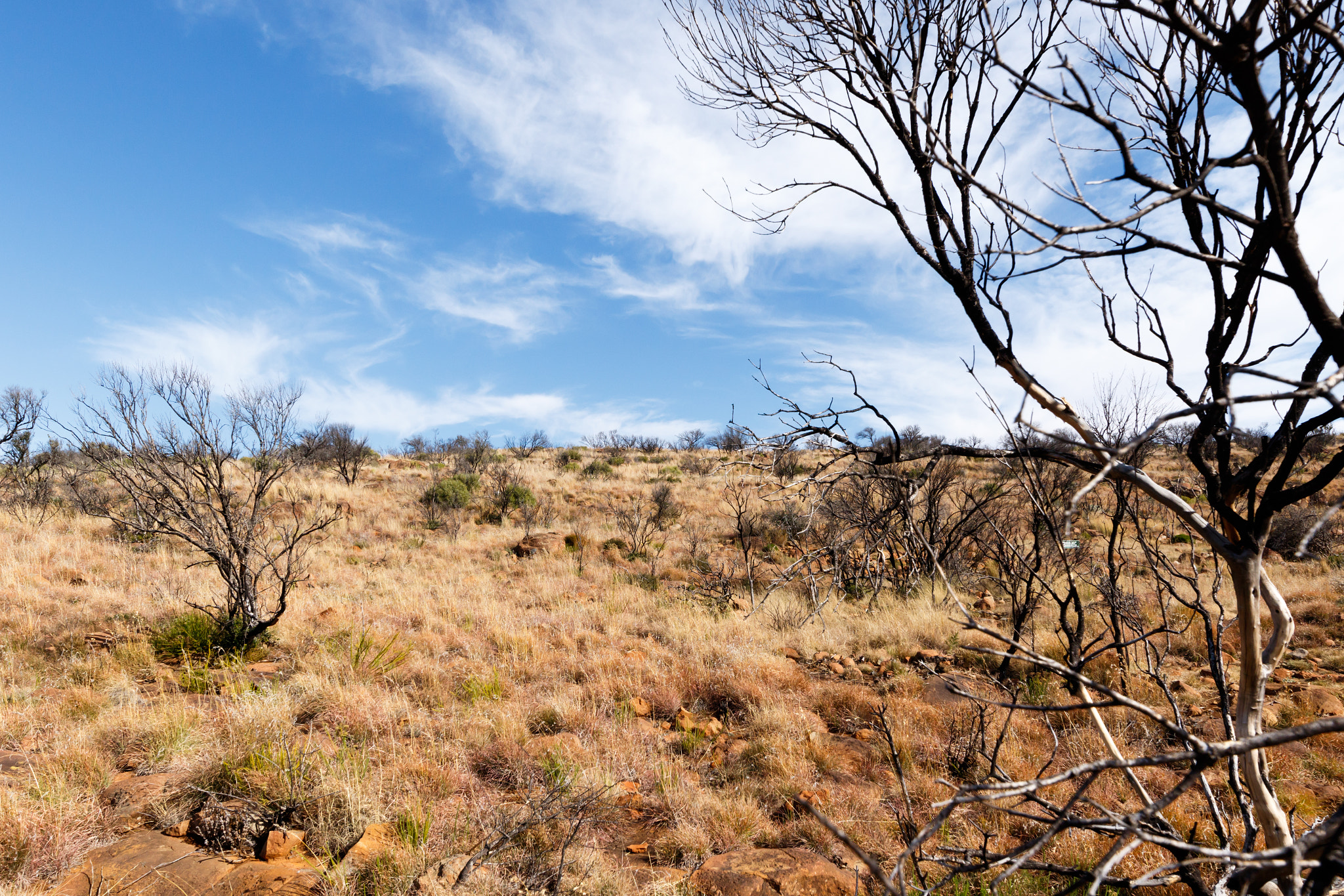 Canon EOS 7D Mark II + Canon EF 300mm f/2.8L sample photo. Dry grassland - graaff-reinet landscape photography