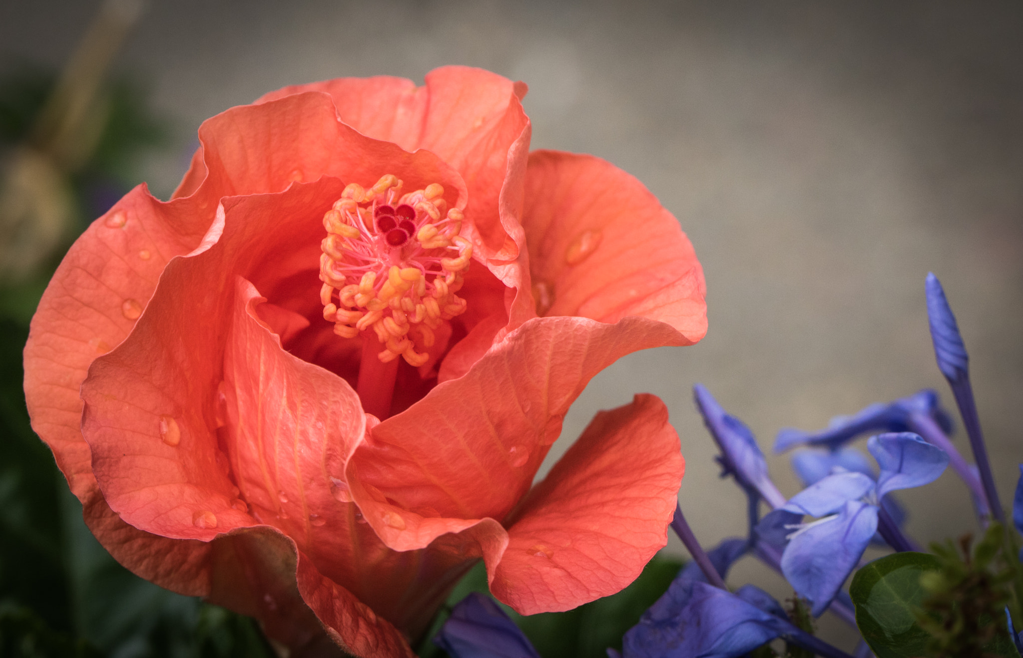 Canon EOS 760D (EOS Rebel T6s / EOS 8000D) sample photo. Coral and blue flowers in rain photography