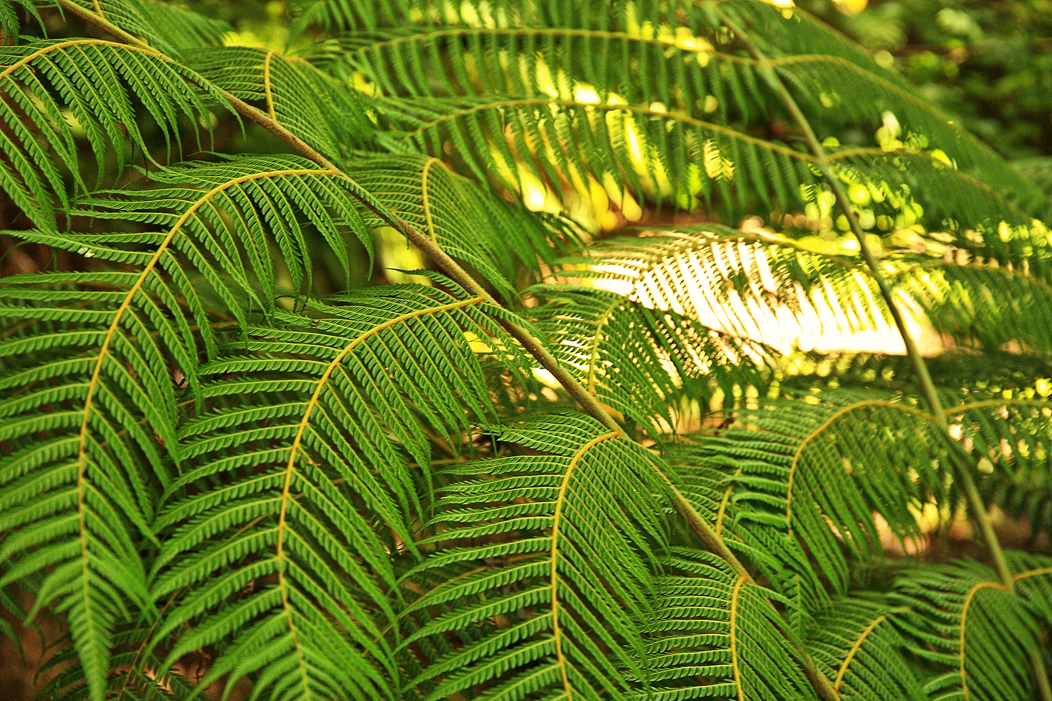 Canon EF 24-70mm F4L IS USM sample photo. Fern photography