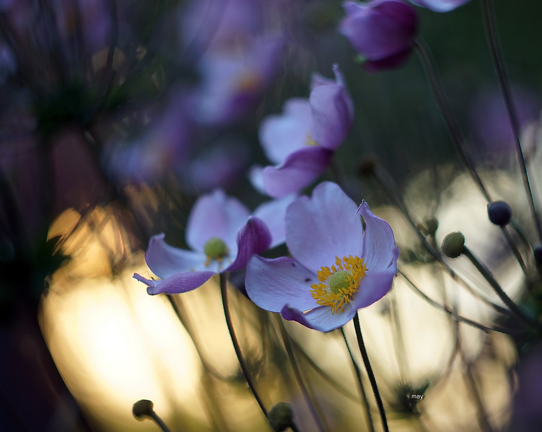 Sony SLT-A65 (SLT-A65V) + Minolta AF 50mm F1.7 sample photo. Evening anemones photography