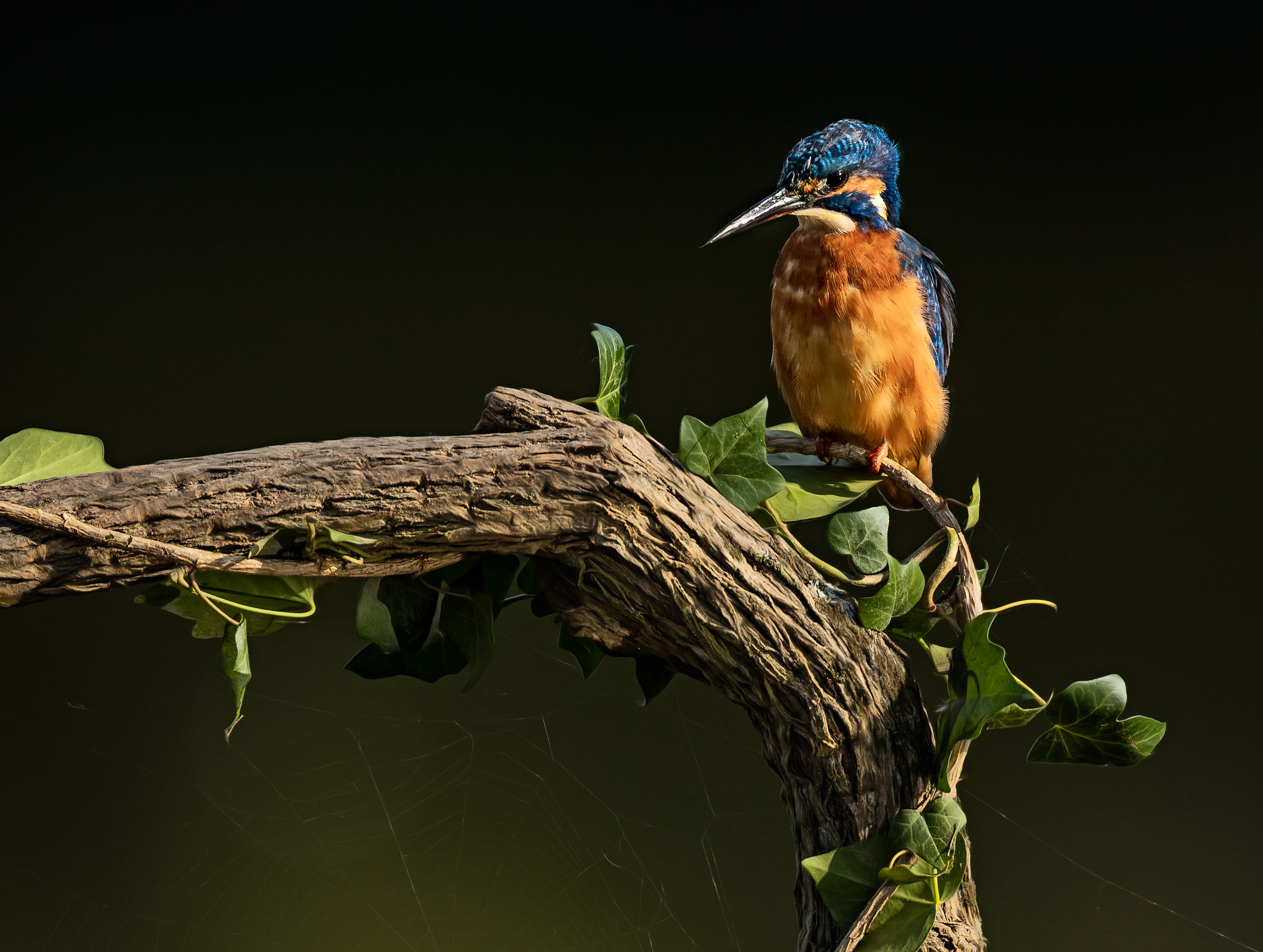 Canon EF 500mm F4L IS USM sample photo. The waiting game.... photography