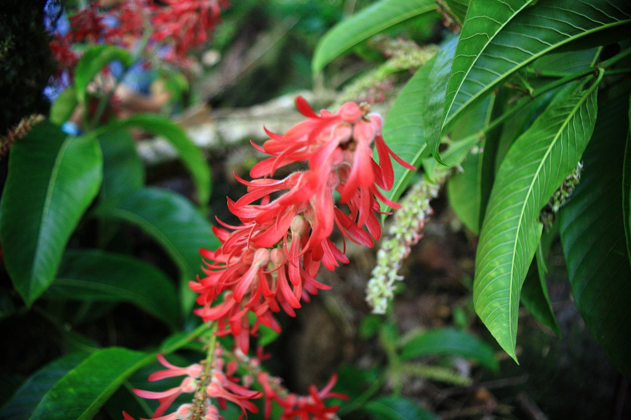 Canon EF 28-80mm f/3.5-5.6 sample photo. Red flower photography
