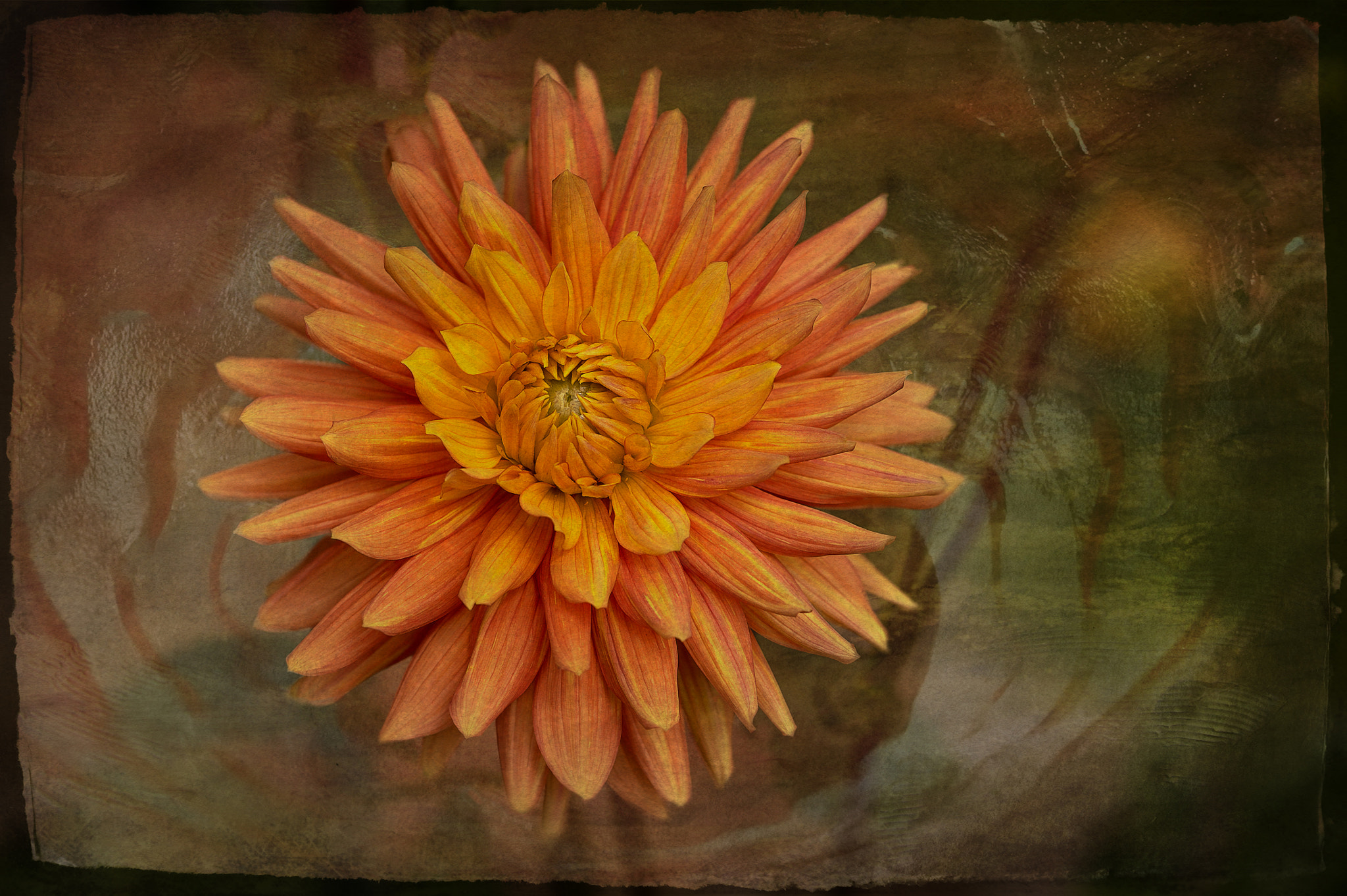 Nikon Df sample photo. Dahlie photography