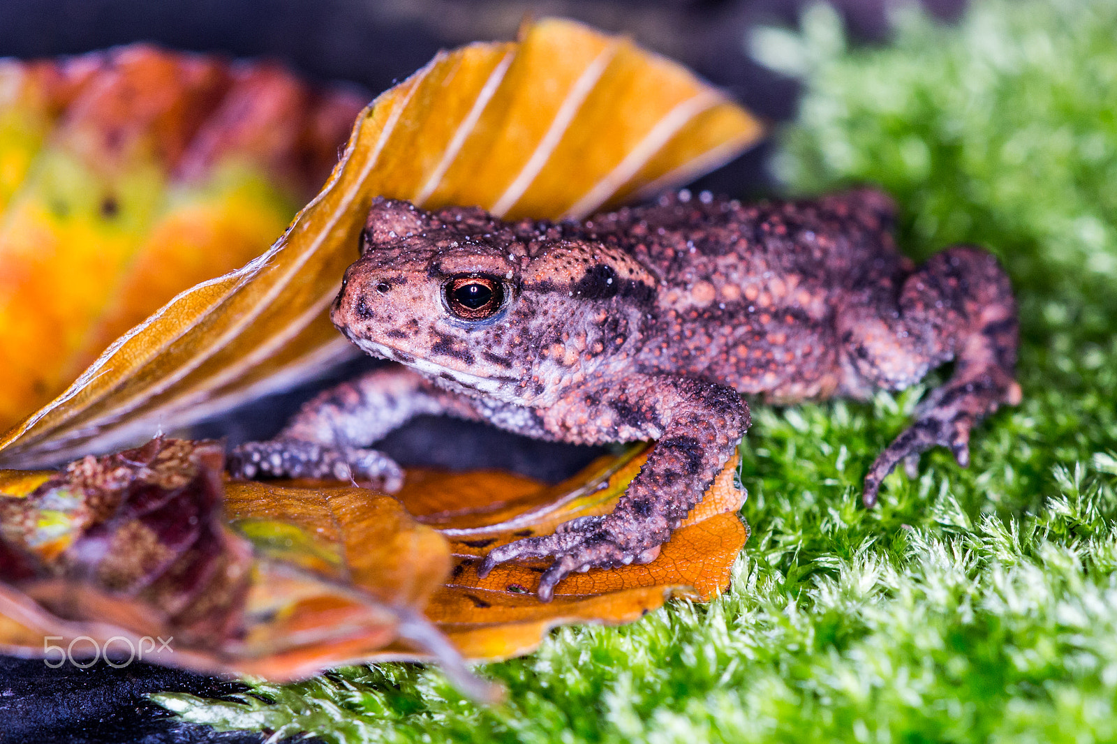 Sigma APO Macro 150mm f/2.8 EX DG HSM sample photo. Hidden little toad photography