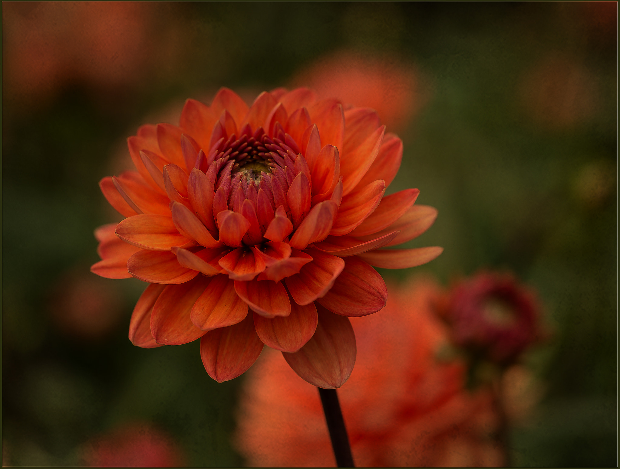 Nikon Df sample photo. Dahlien photography