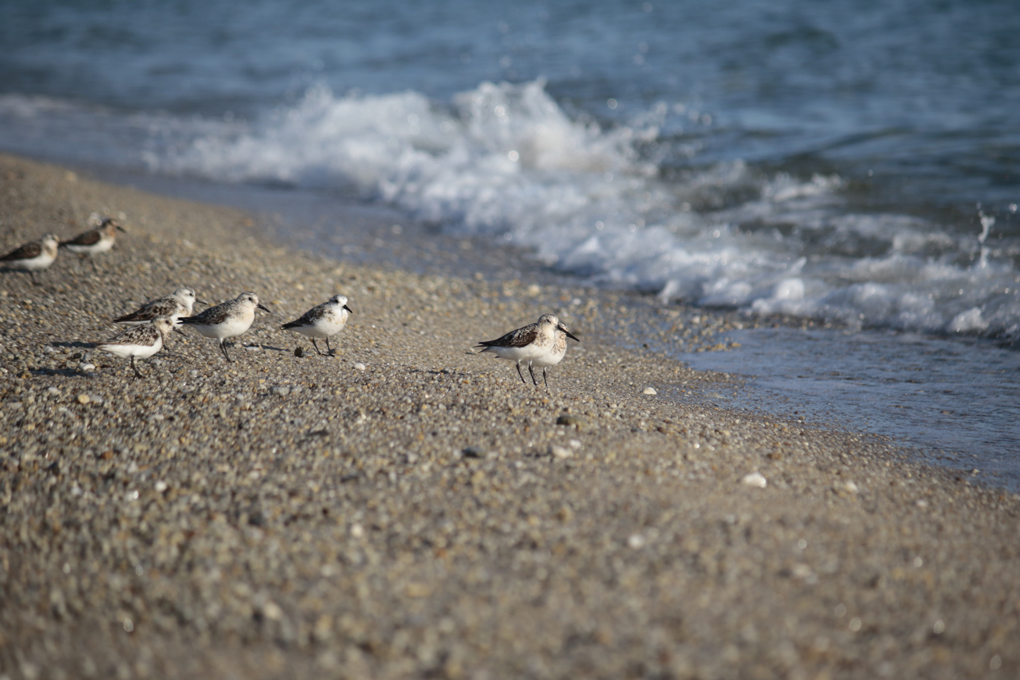 Canon EF-S 55-250mm F4-5.6 IS sample photo. Tiny birds at trevignon beach photography