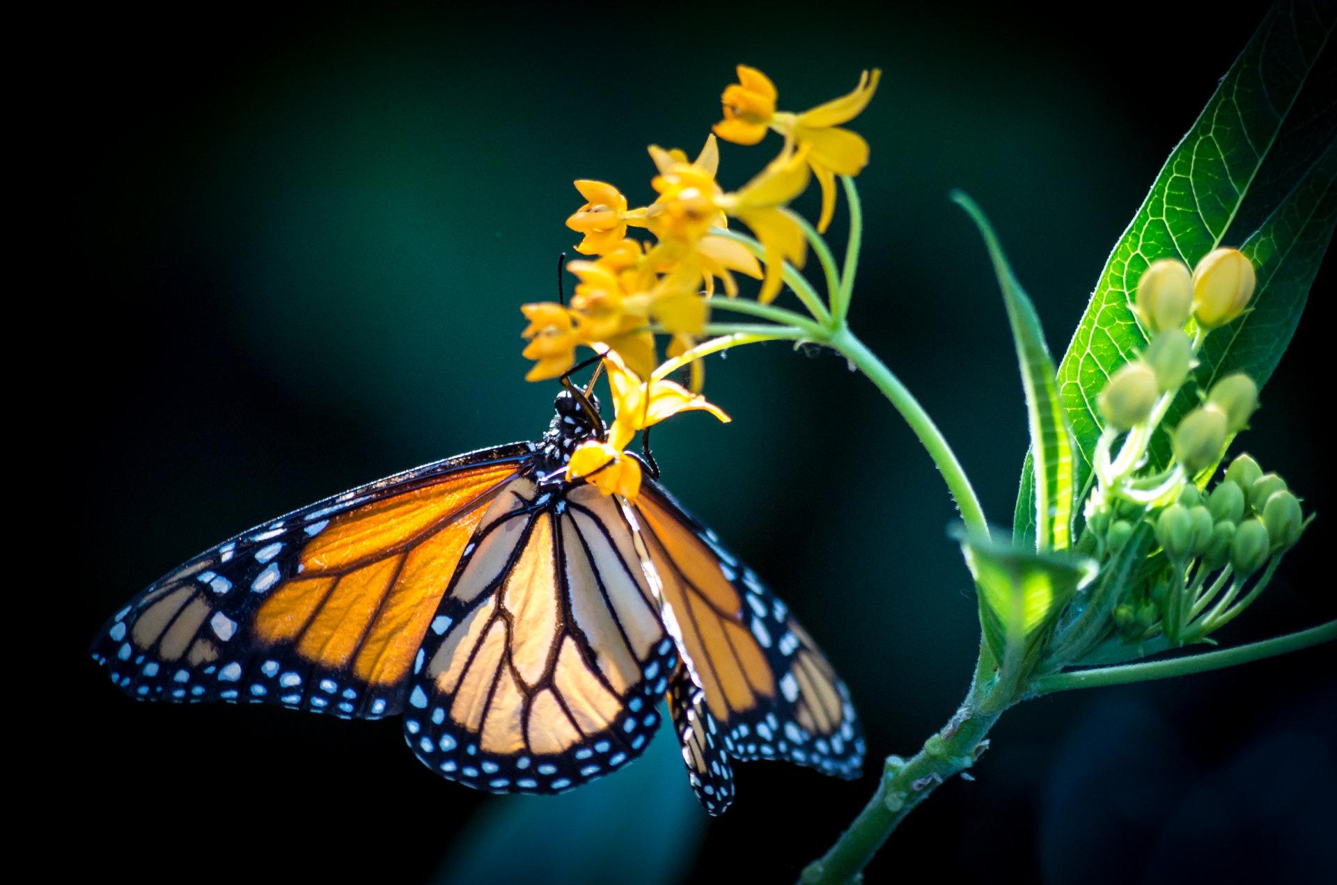 Pentax smc DA 50-200mm F4-5.6 ED WR sample photo. Butterfly photography