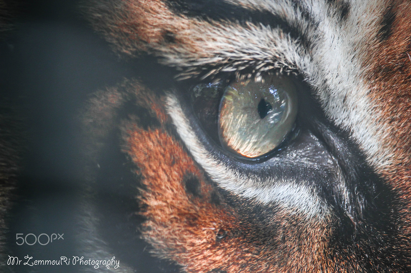 Canon EF-S 55-250mm F4-5.6 IS STM sample photo. The eye of the tiger photography