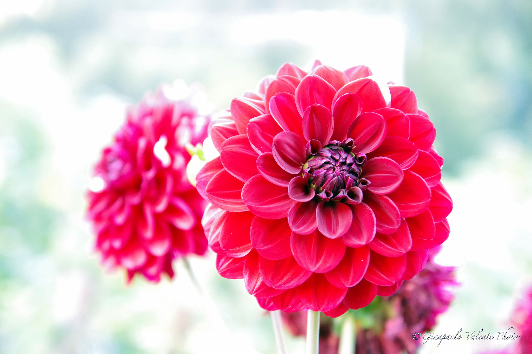 Pentax K-S2 sample photo. Macro 1 photography