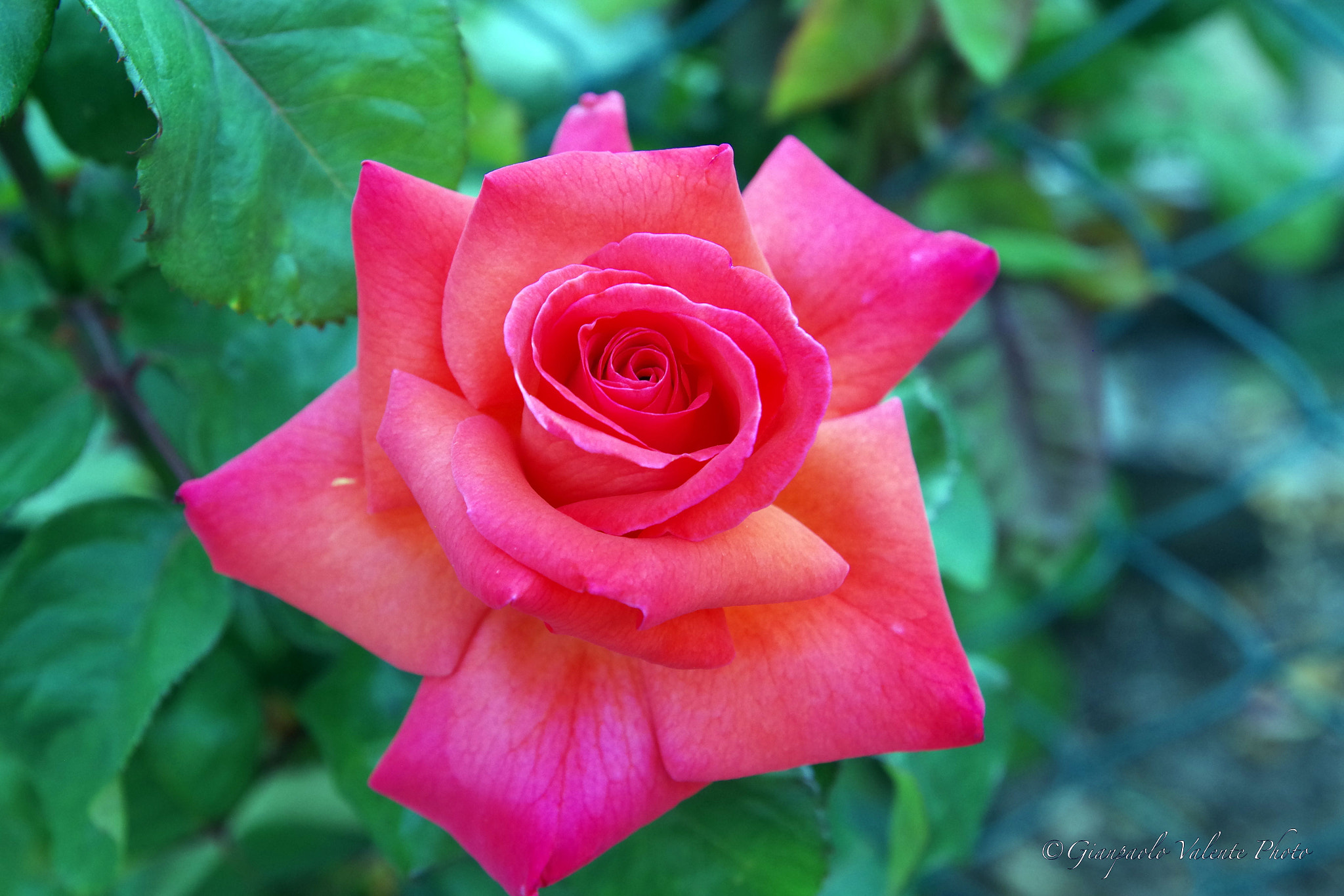 Pentax K-S2 sample photo. Macro 2 (rosa aperta) photography