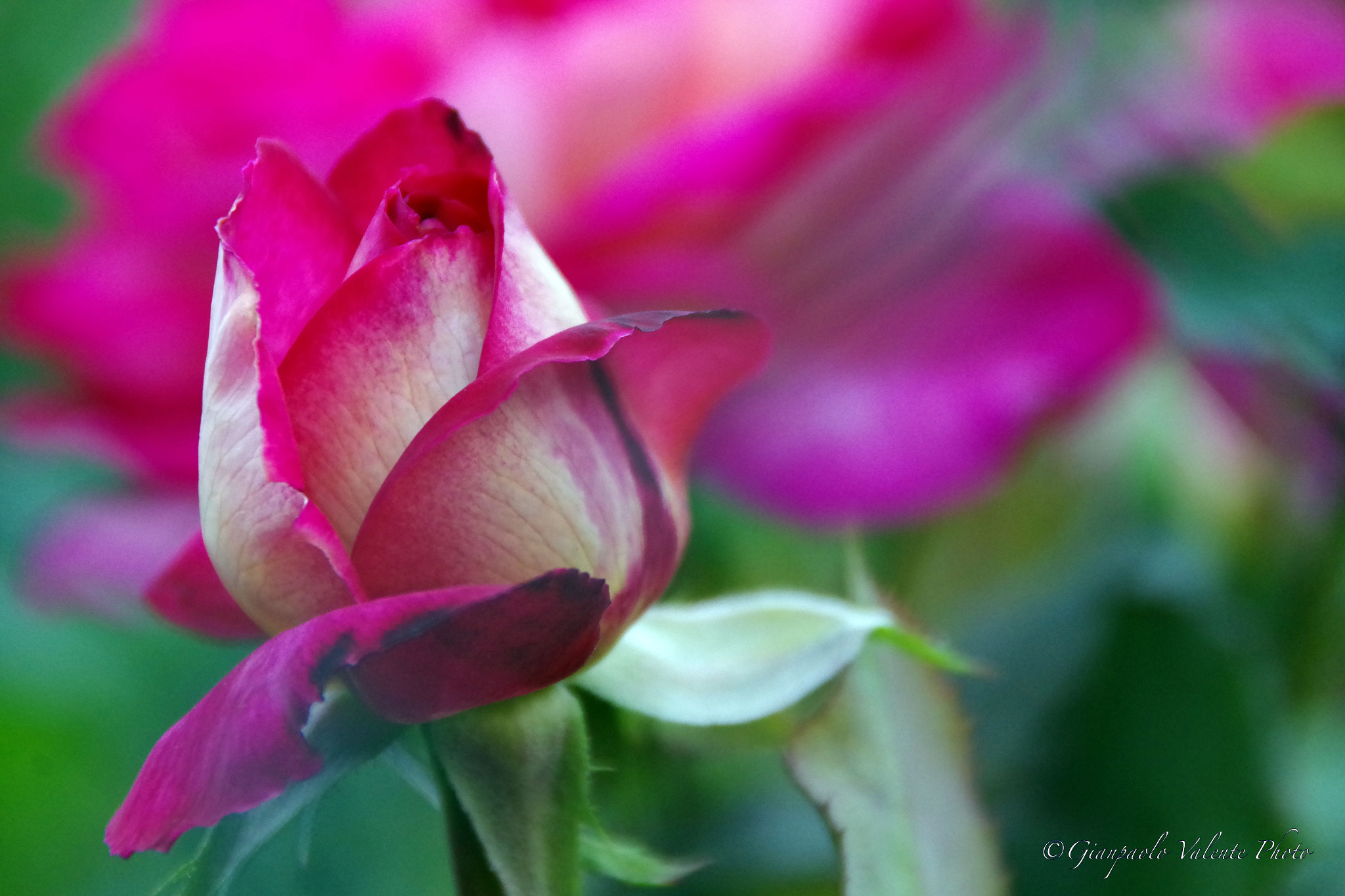 Pentax K-S2 sample photo. Macro 3 (bocciolo di rosa) photography