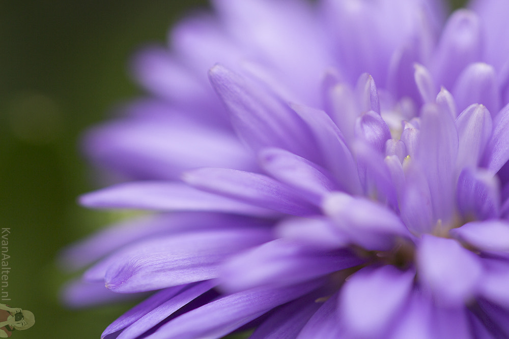 Canon EOS 700D (EOS Rebel T5i / EOS Kiss X7i) + Canon EF 100mm F2.8L Macro IS USM sample photo. Aster novi belgii photography