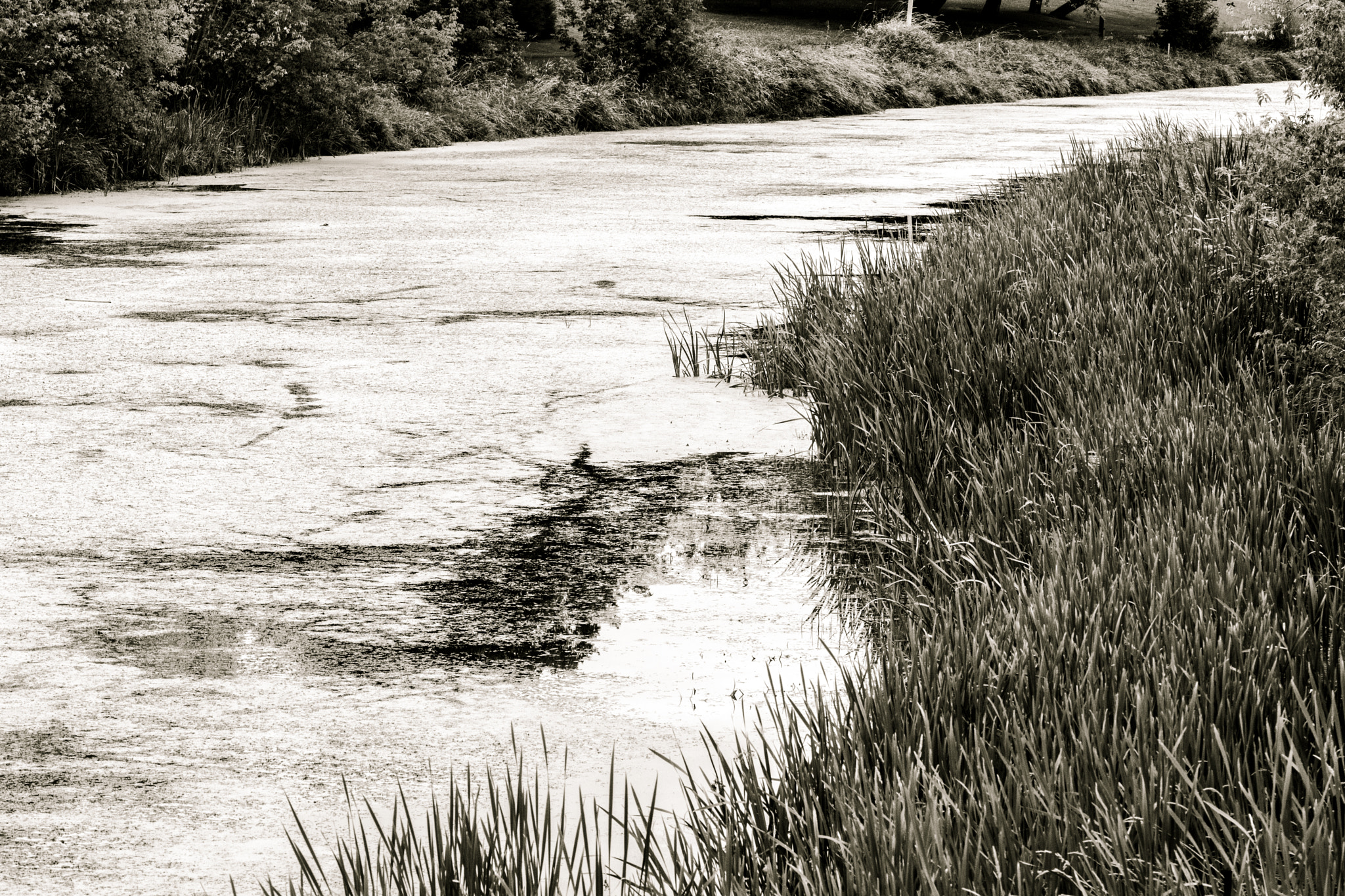 Nikon AF-S Micro-Nikkor 105mm F2.8G IF-ED VR sample photo. Wetlands photography