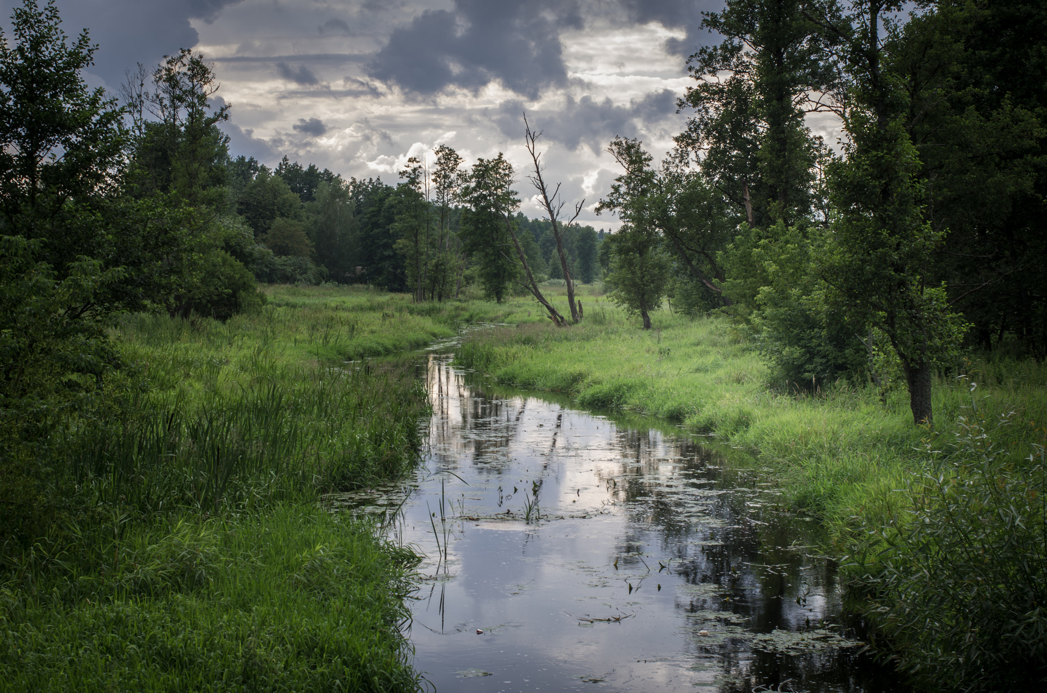 Pentax K-5 + smc PENTAX-F MACRO 50mm F2.8 sample photo. Białowieża photography