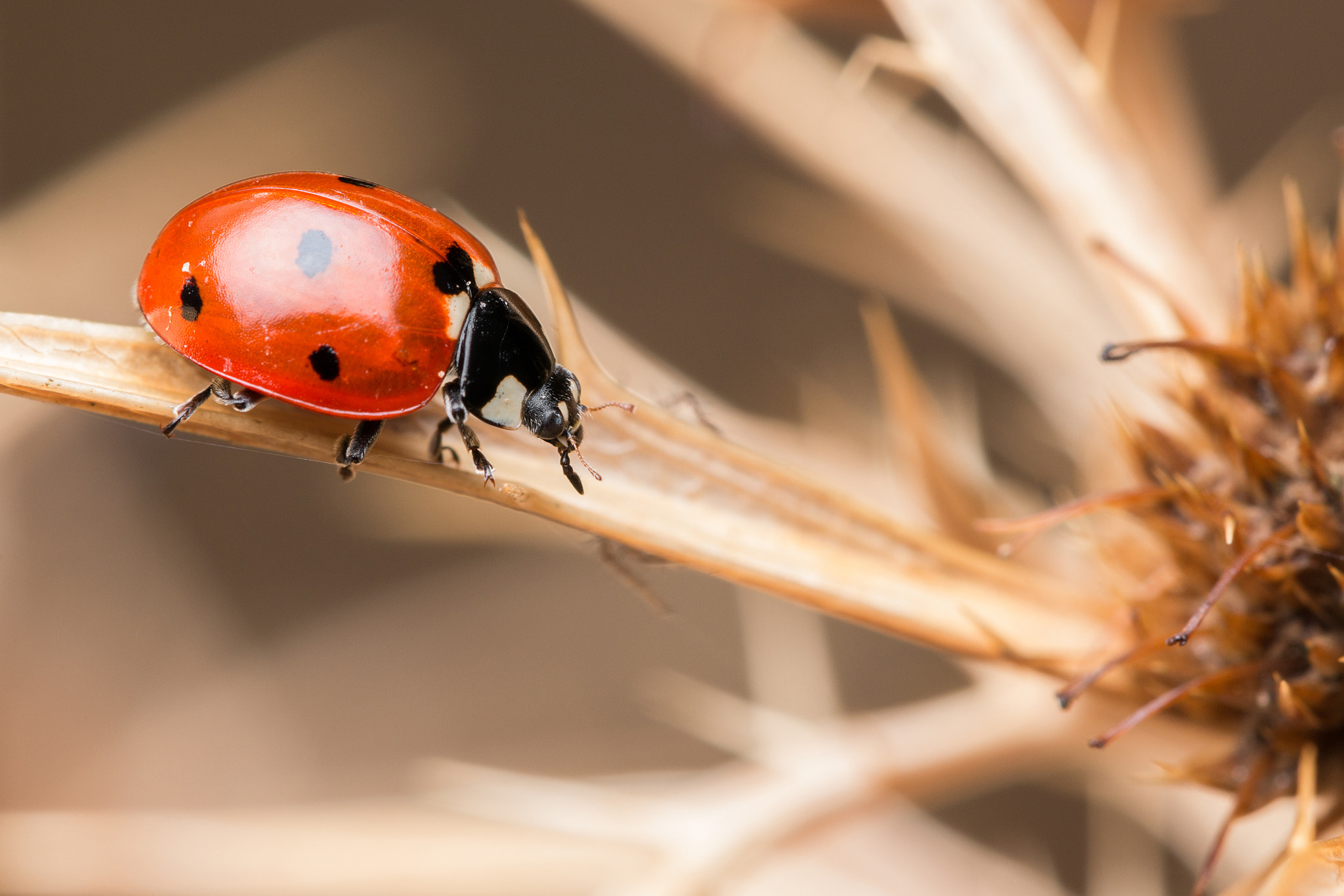 Sigma APO Macro 150mm f/2.8 EX DG HSM sample photo. Mari photography