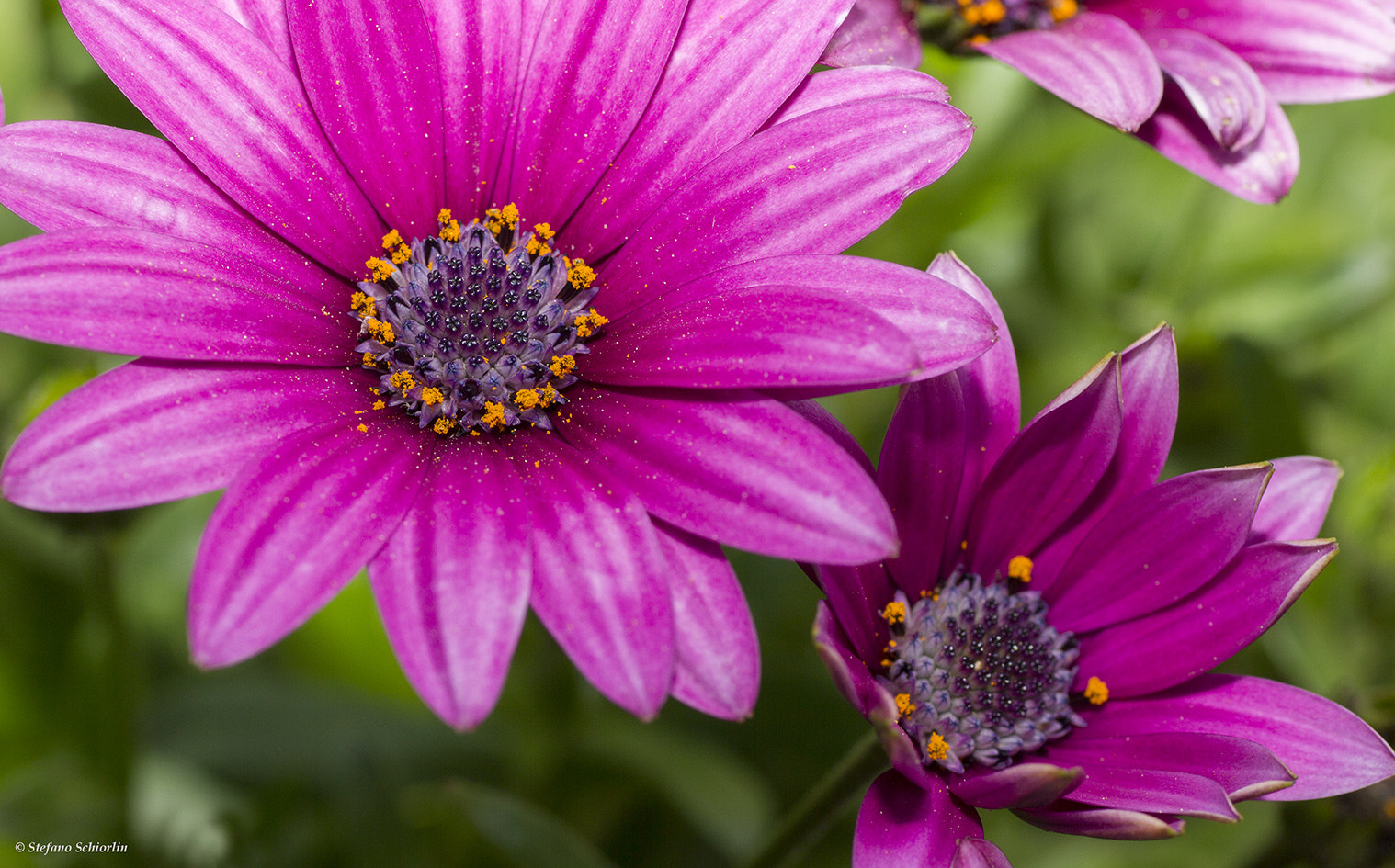 Canon EOS 7D + Tamron SP AF 90mm F2.8 Di Macro sample photo. Flowers photography