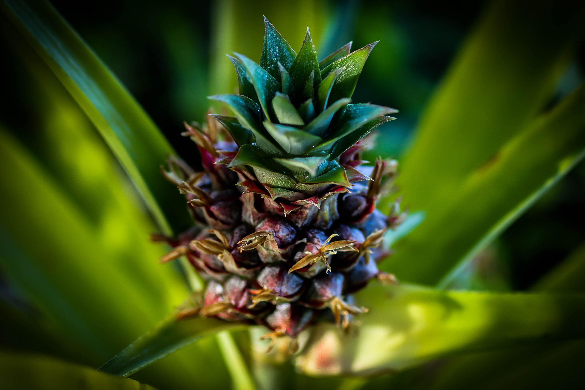 Canon EOS 70D + Canon EF 50mm F2.5 Macro sample photo. New life photography