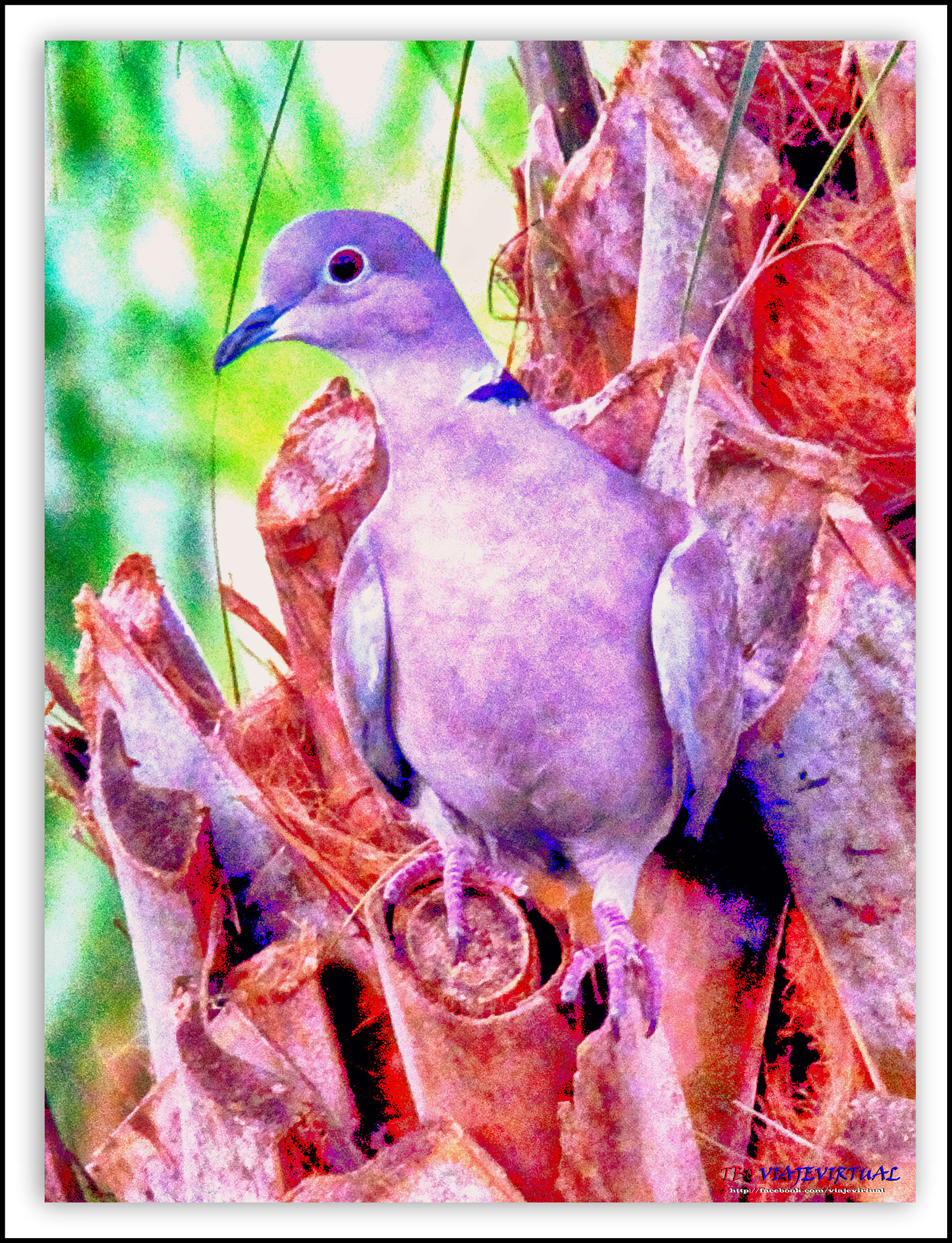 Fujifilm FinePix F850EXR sample photo. Domestic pigeon, ringed turtle dove, columba livia photography