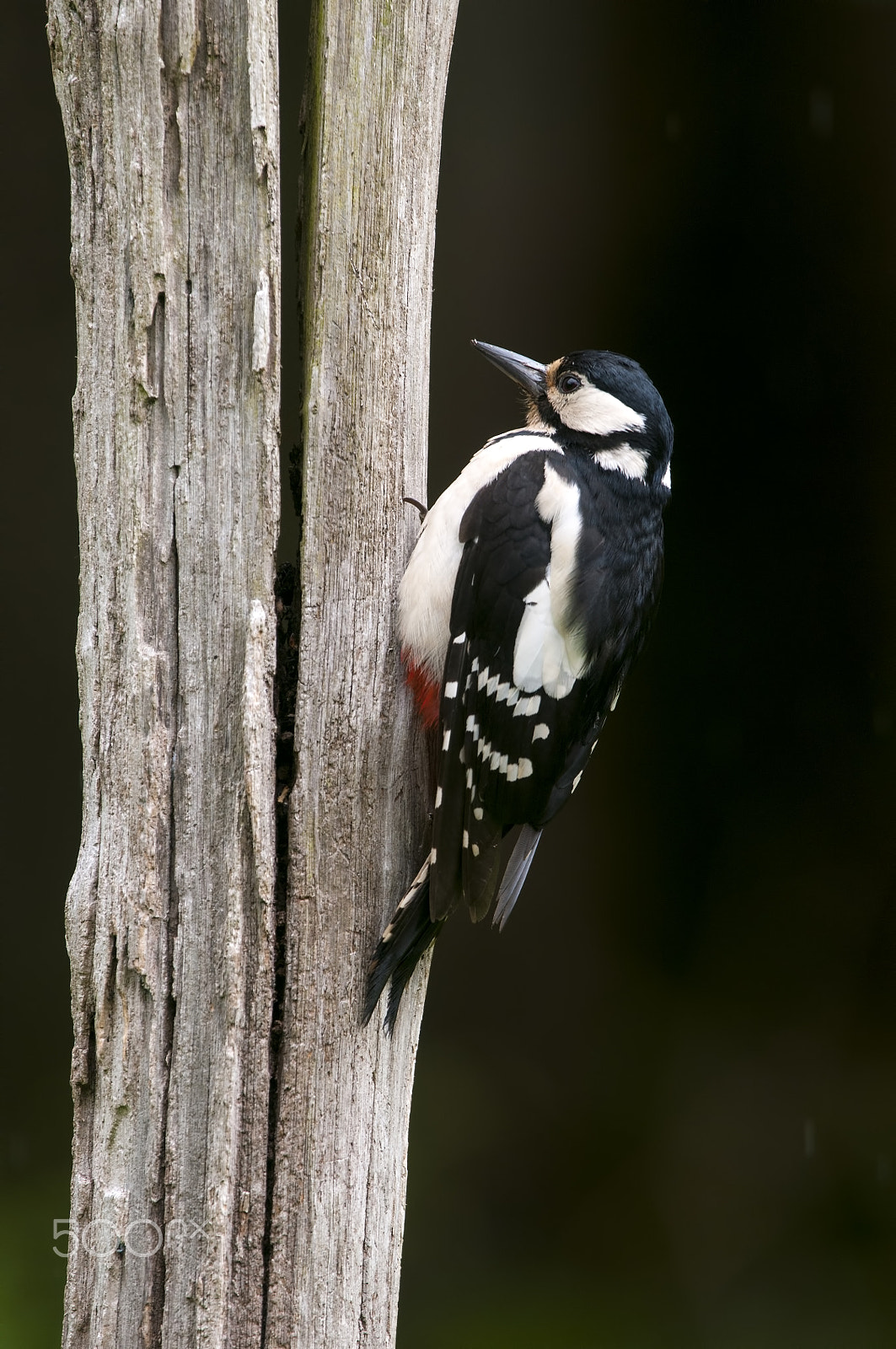 Nikon AF-S Nikkor 200-400mm F4G ED-IF VR sample photo. Dendrocopos major photography