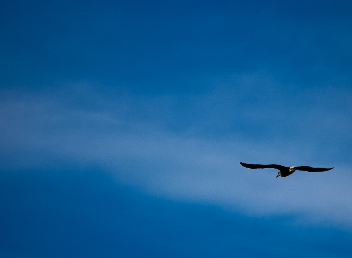 Canon EOS 750D (EOS Rebel T6i / EOS Kiss X8i) + Canon 70-300mm sample photo. Flying seagull photography