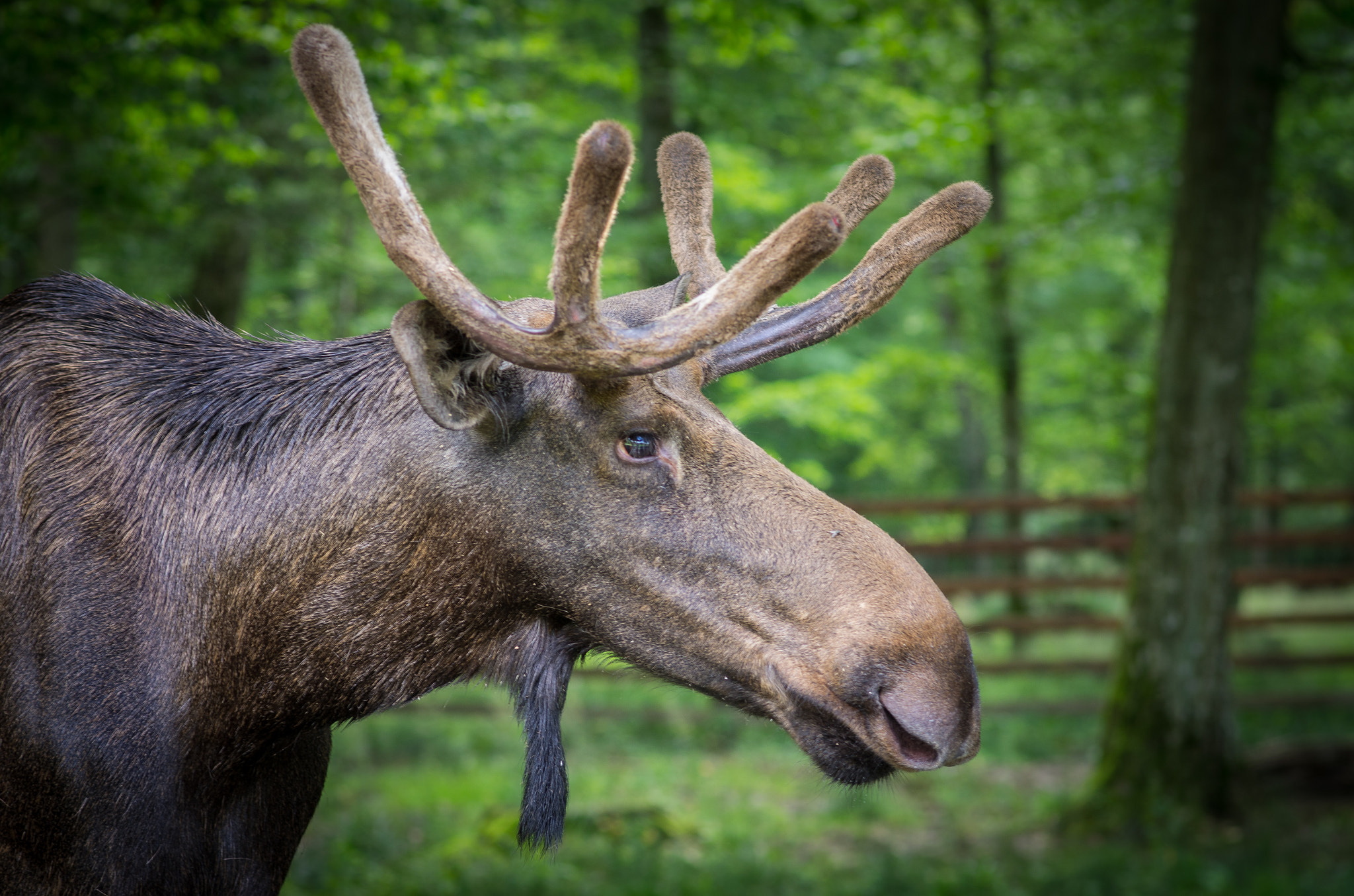 Pentax smc FA 77mm 1.8 Limited sample photo. Elk photography