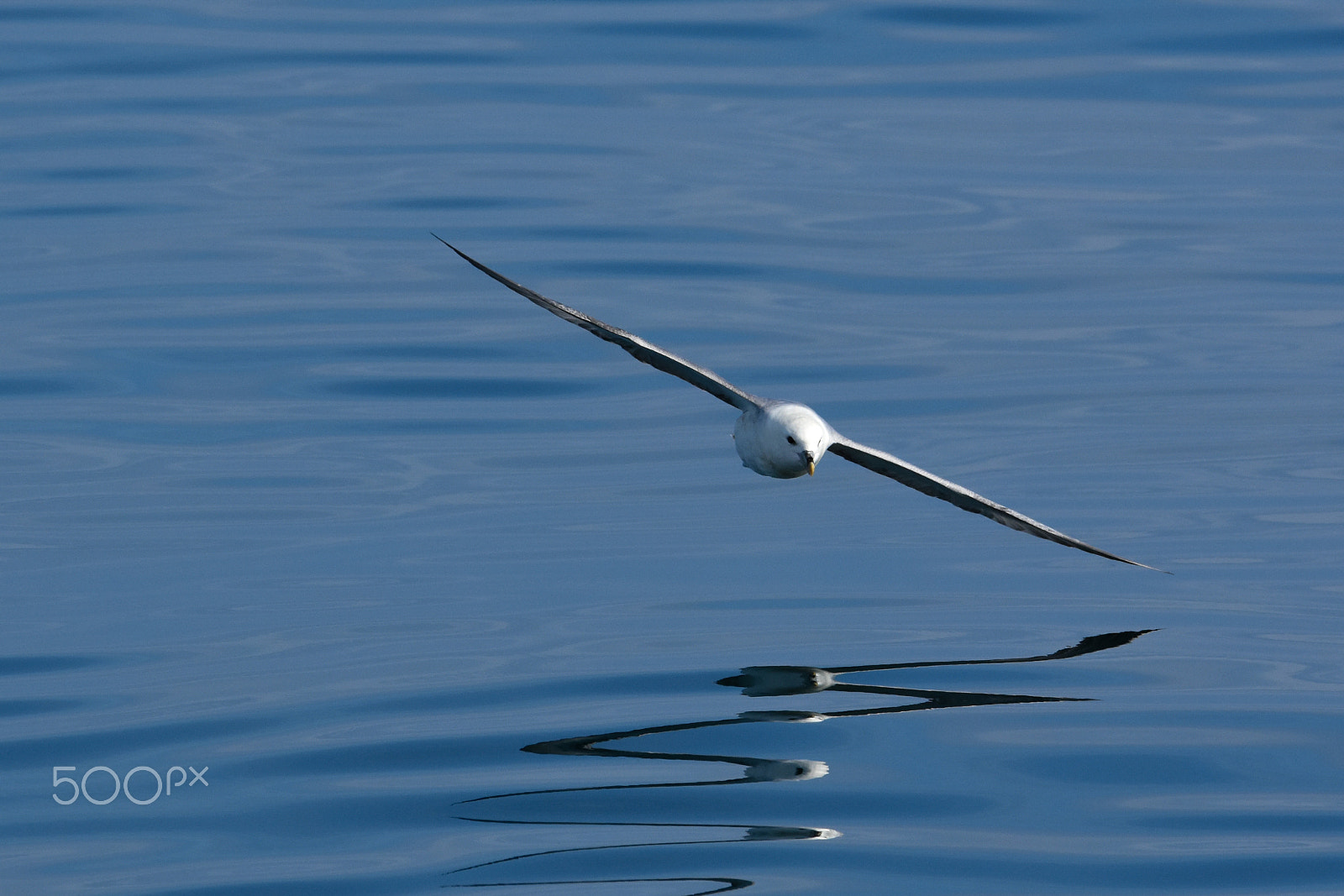 Nikon D7200 + Tamron SP 150-600mm F5-6.3 Di VC USD sample photo. A nice fulmar (fulmarus) seabird admiring its own reflection photography