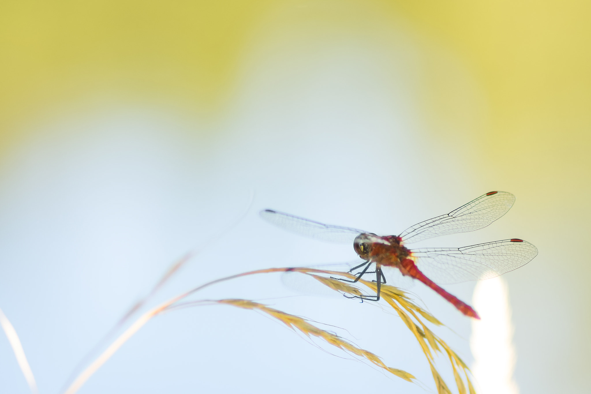 Olympus OM-D E-M1 + Sigma 105mm F2.8 EX DG Macro sample photo. Summer dragon fly photography