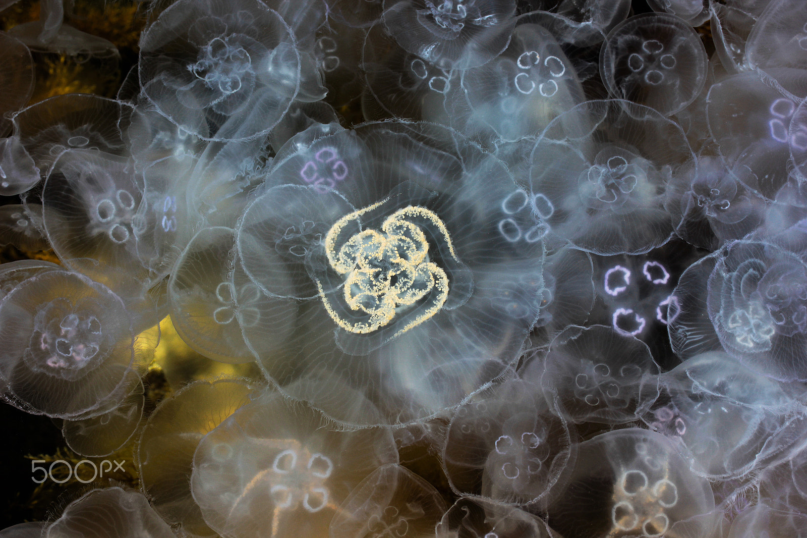 Canon EF-S 60mm F2.8 Macro USM sample photo. Galaxy jellyfish photography