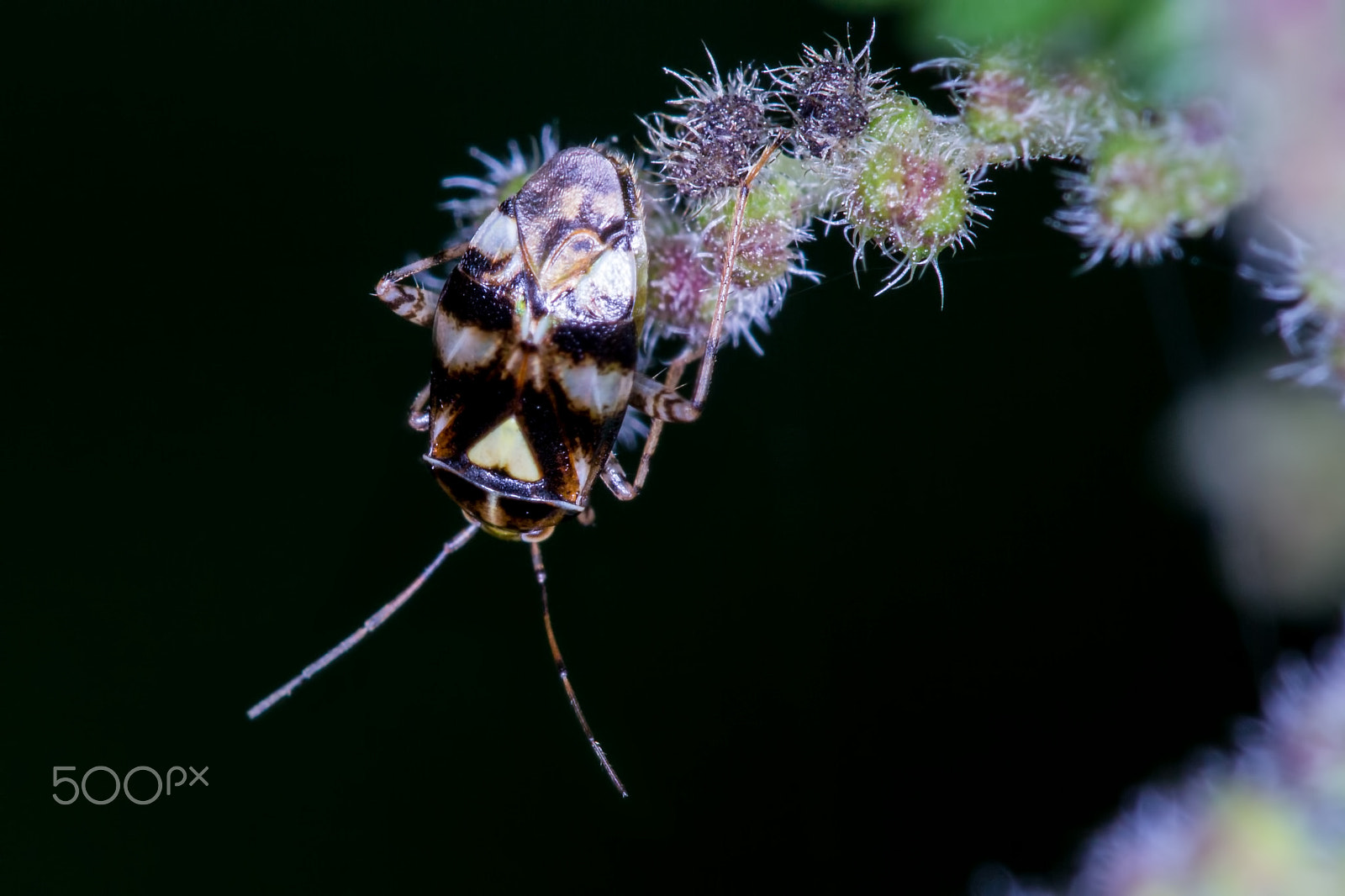 Sigma APO Macro 150mm f/2.8 EX DG HSM sample photo. Liocoris tripustulatus ? photography