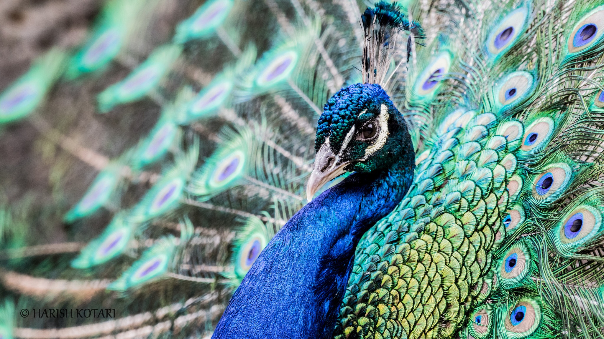 Nikon AF-S Nikkor 200-500mm F5.6E ED VR sample photo. The beauty of blue and green photography