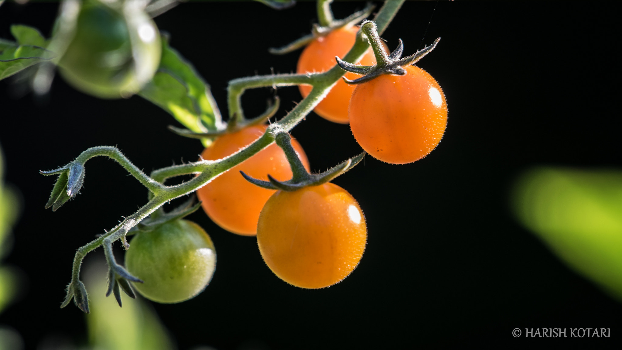 Nikon AF-S Nikkor 200-500mm F5.6E ED VR sample photo. The orange popups photography