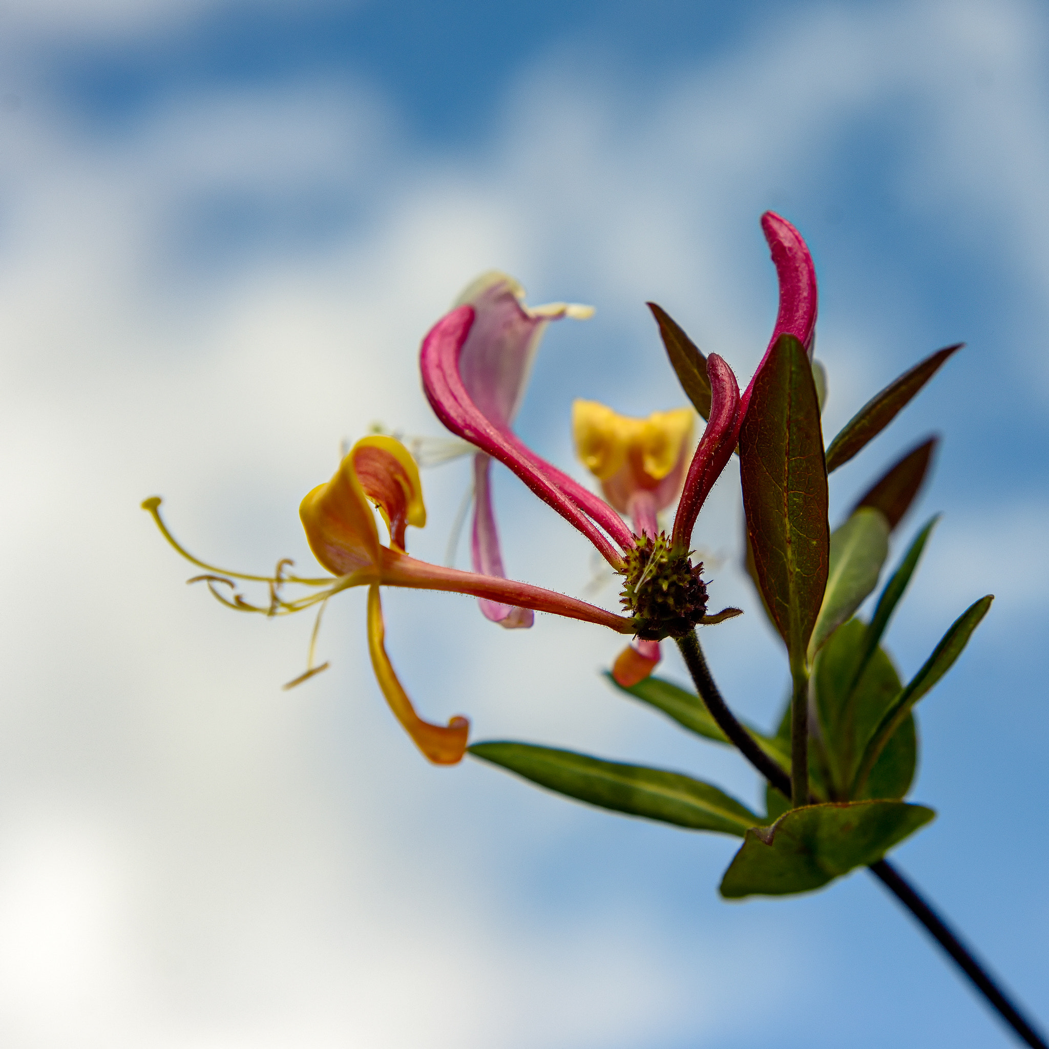 Nikon D800 + AF Nikkor 50mm f/1.8 sample photo. Bloom in the sky photography