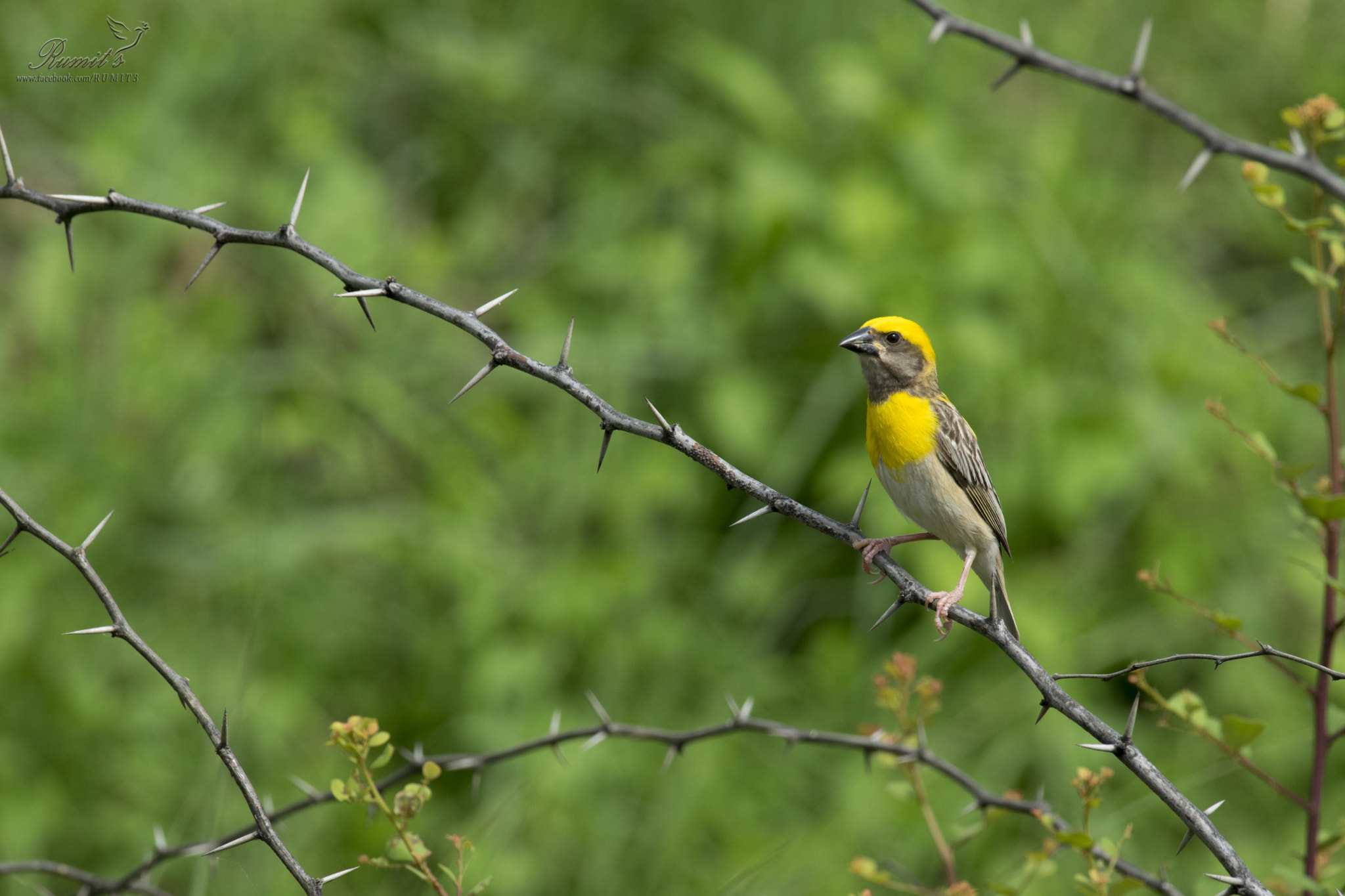 Nikon AF-S Nikkor 200-500mm F5.6E ED VR sample photo. Baya weaver male photography