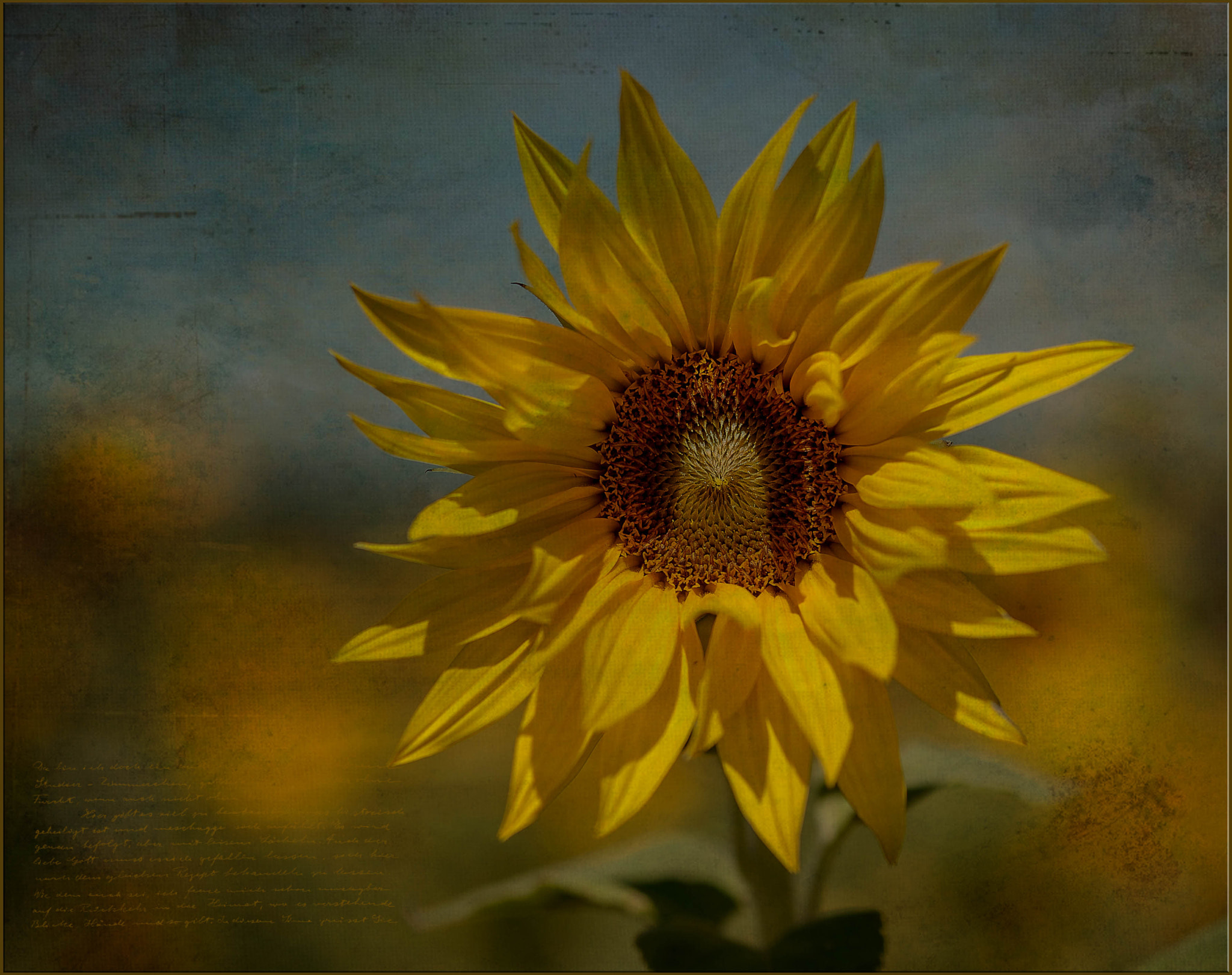 Nikon Df sample photo. Sonnenblume photography