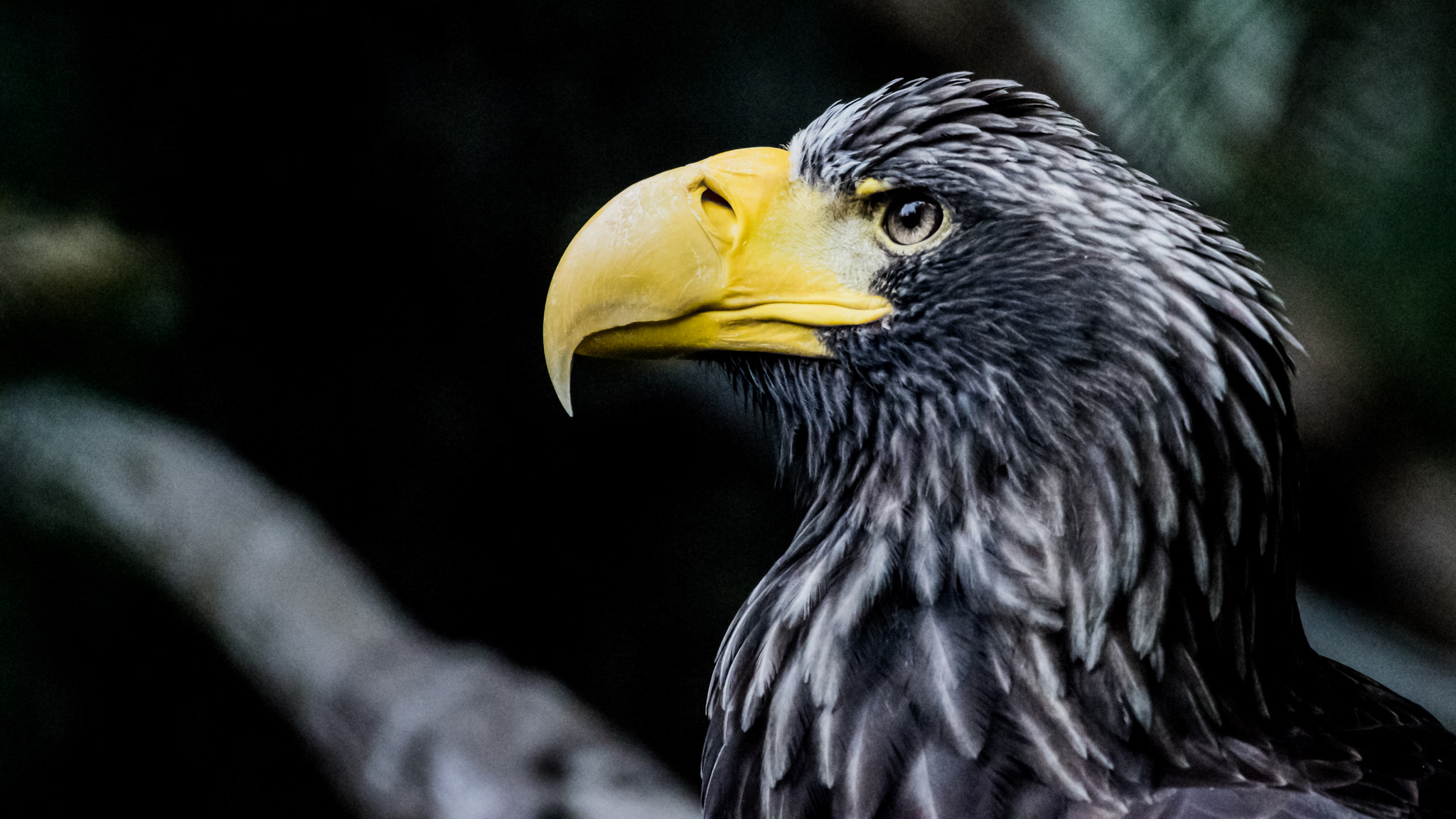 Nikon AF-S Nikkor 200-500mm F5.6E ED VR sample photo. The beast photography