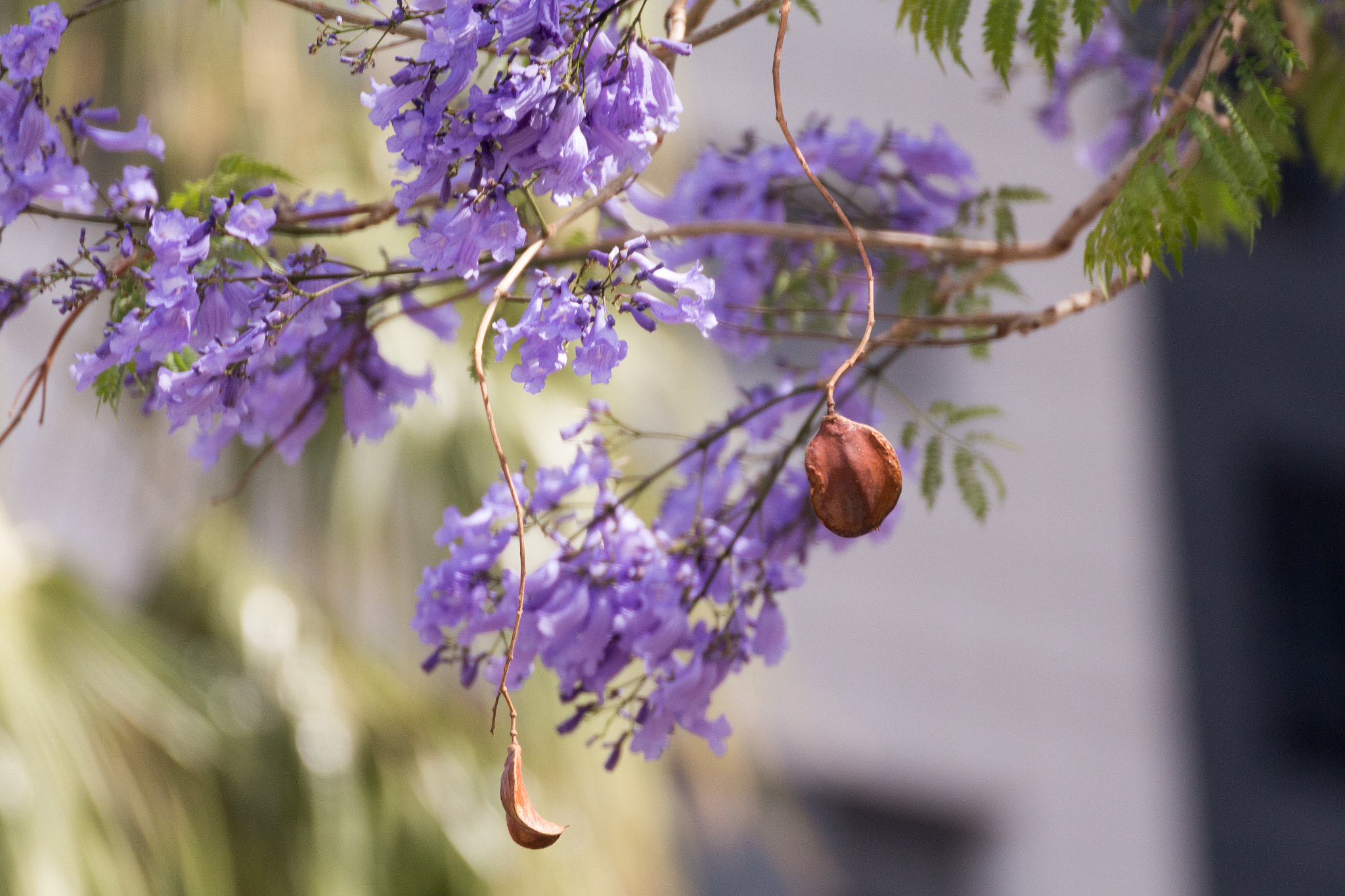 Canon EOS 650D (EOS Rebel T4i / EOS Kiss X6i) sample photo. Sarona photography