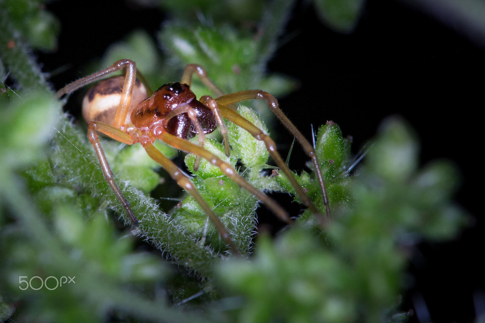 Sigma APO Macro 150mm f/2.8 EX DG HSM sample photo. Little spider photography