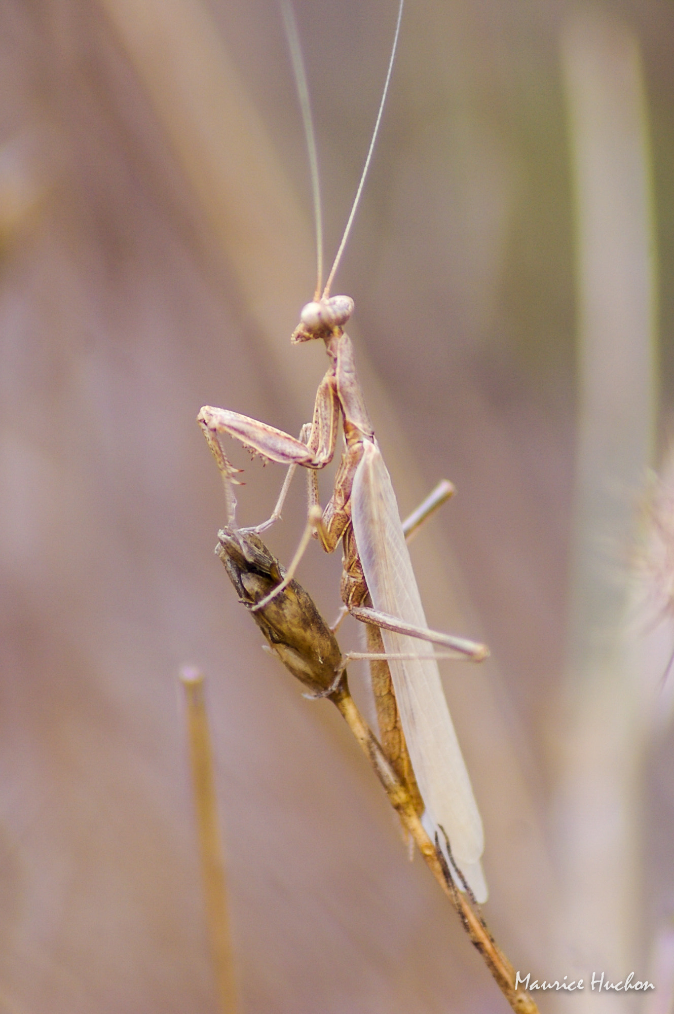 Pentax K100D Super + Tamron AF 70-300mm F4-5.6 Di LD Macro sample photo. Mante religieuse photography