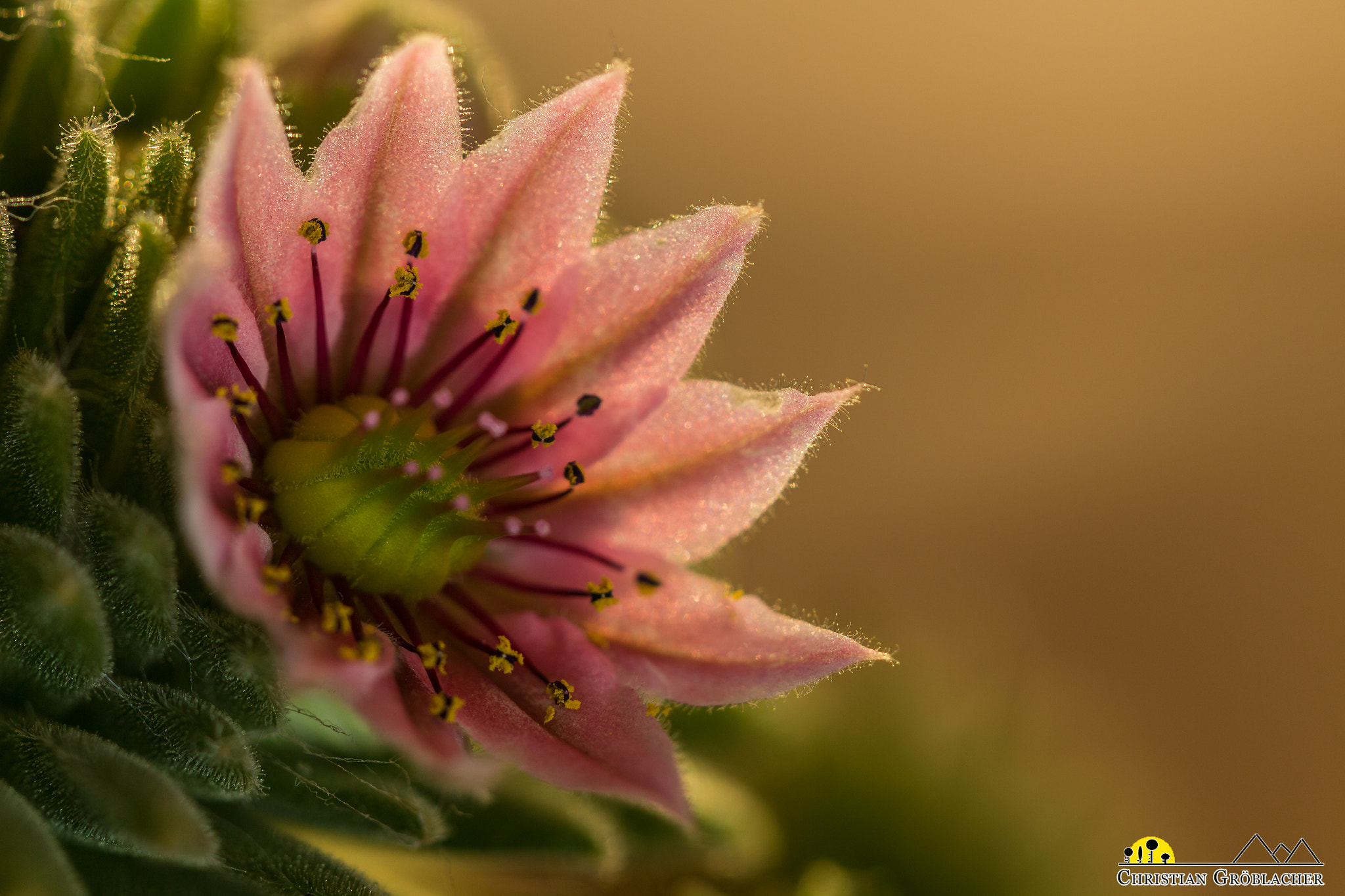 Sigma APO Macro 150mm f/2.8 EX DG HSM sample photo. Sempervivum photography