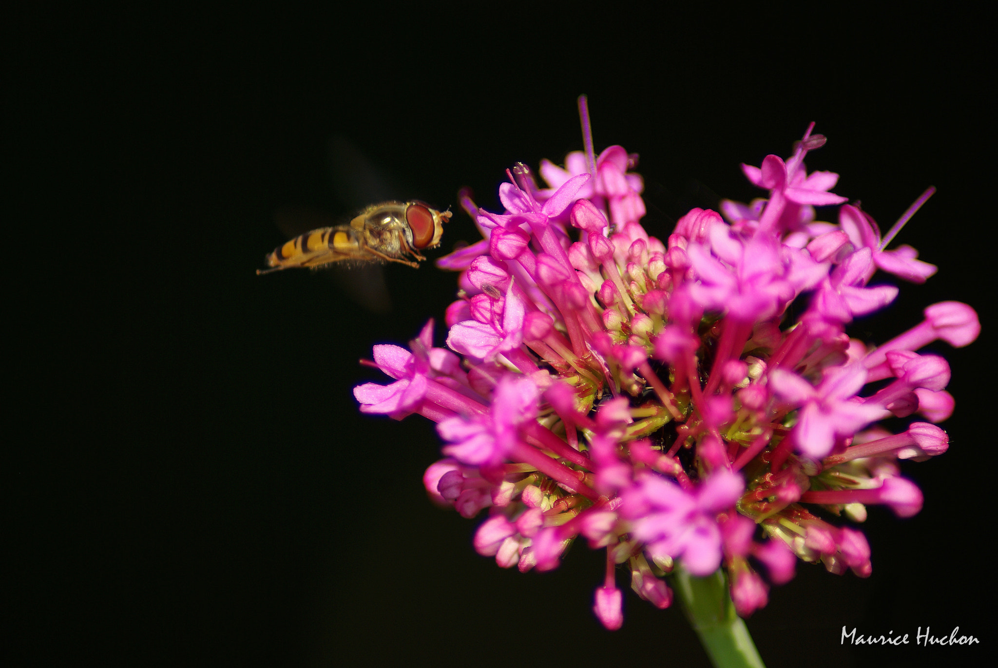 Tamron AF 70-300mm F4-5.6 Di LD Macro sample photo. Le syrphe photography