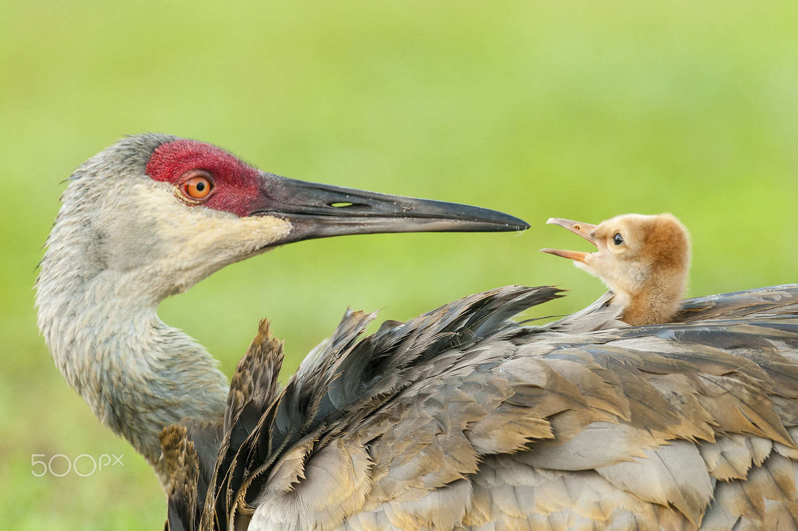 Nikon D300 + Nikon AF-S Nikkor 500mm F4G ED VR sample photo. Talking to mom photography