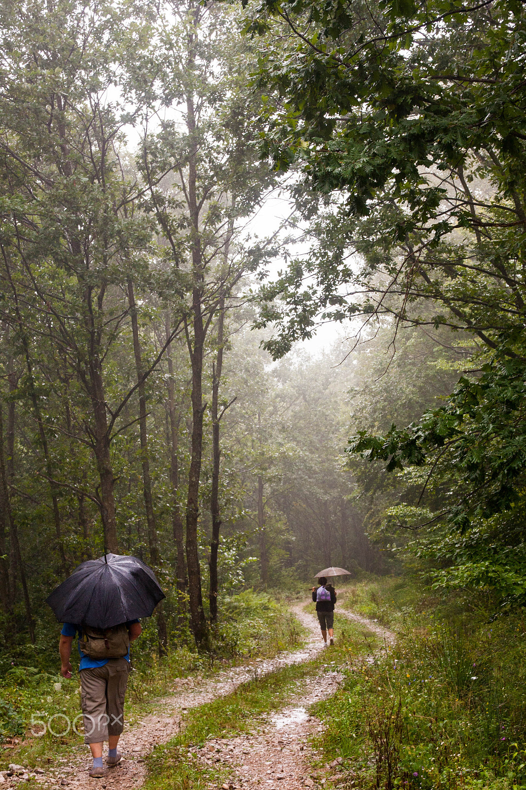 Sigma 18-125mm f/3.5-5.6 DC IF ASP sample photo. Walking in the rain photography