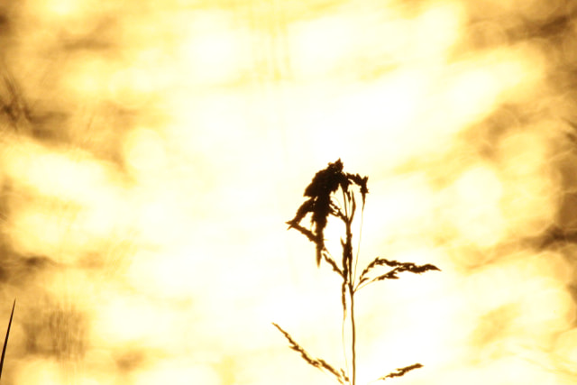 Sigma 70-300mm F4-5.6 APO DG Macro sample photo. Wheat silhouette photography
