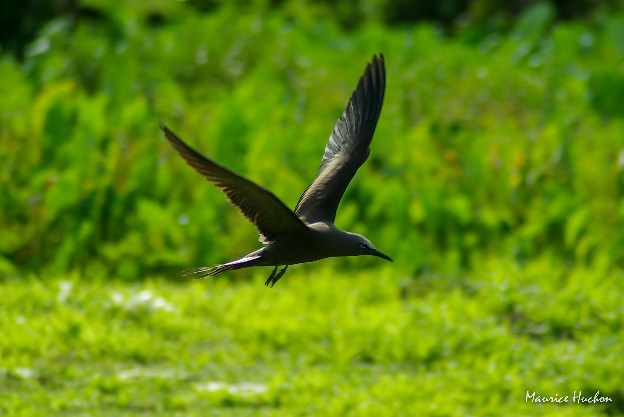 Pentax K10D sample photo. Le noddi brun photography